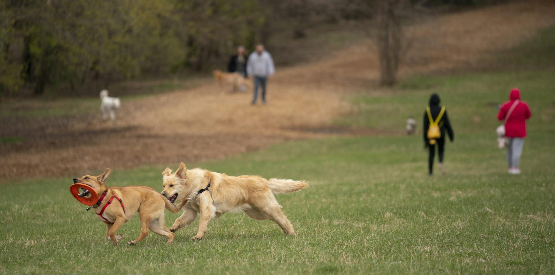 A pair of dogs played together at the Bloomington Off-leash Dog Park Tuesday evening. ] JEFF WHEELER &#x2022; Jeff.Wheeler@startribune.com The Centers For Disease Control and Prevention is now recommending that cats, dogs and other animals keep the same social distancing as recommended for humans. At the Bloomington Off-leash Dog Park Tuesday afternoon, April 28, 2020 the dogs played together and socialized as before.