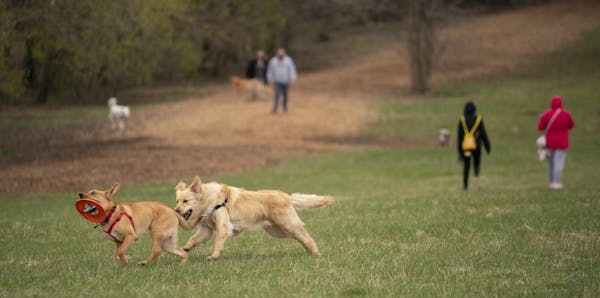 A pair of dogs played together at the Bloomington Off-leash Dog Park Tuesday evening. ] JEFF WHEELER &#x2022; Jeff.Wheeler@startribune.com The Centers
