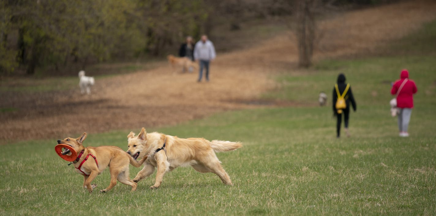 A pair of dogs played together at the Bloomington Off-leash Dog Park Tuesday evening. ] JEFF WHEELER &#x2022; Jeff.Wheeler@startribune.com The Centers For Disease Control and Prevention is now recommending that cats, dogs and other animals keep the same social distancing as recommended for humans. At the Bloomington Off-leash Dog Park Tuesday afternoon, April 28, 2020 the dogs played together and socialized as before.