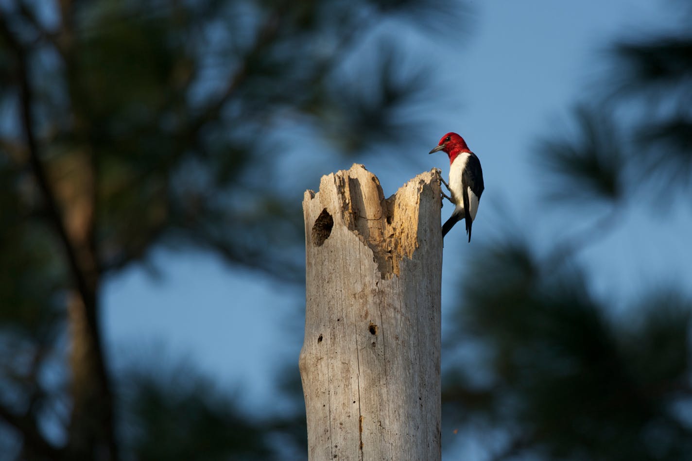 A red-headed woodpecker.