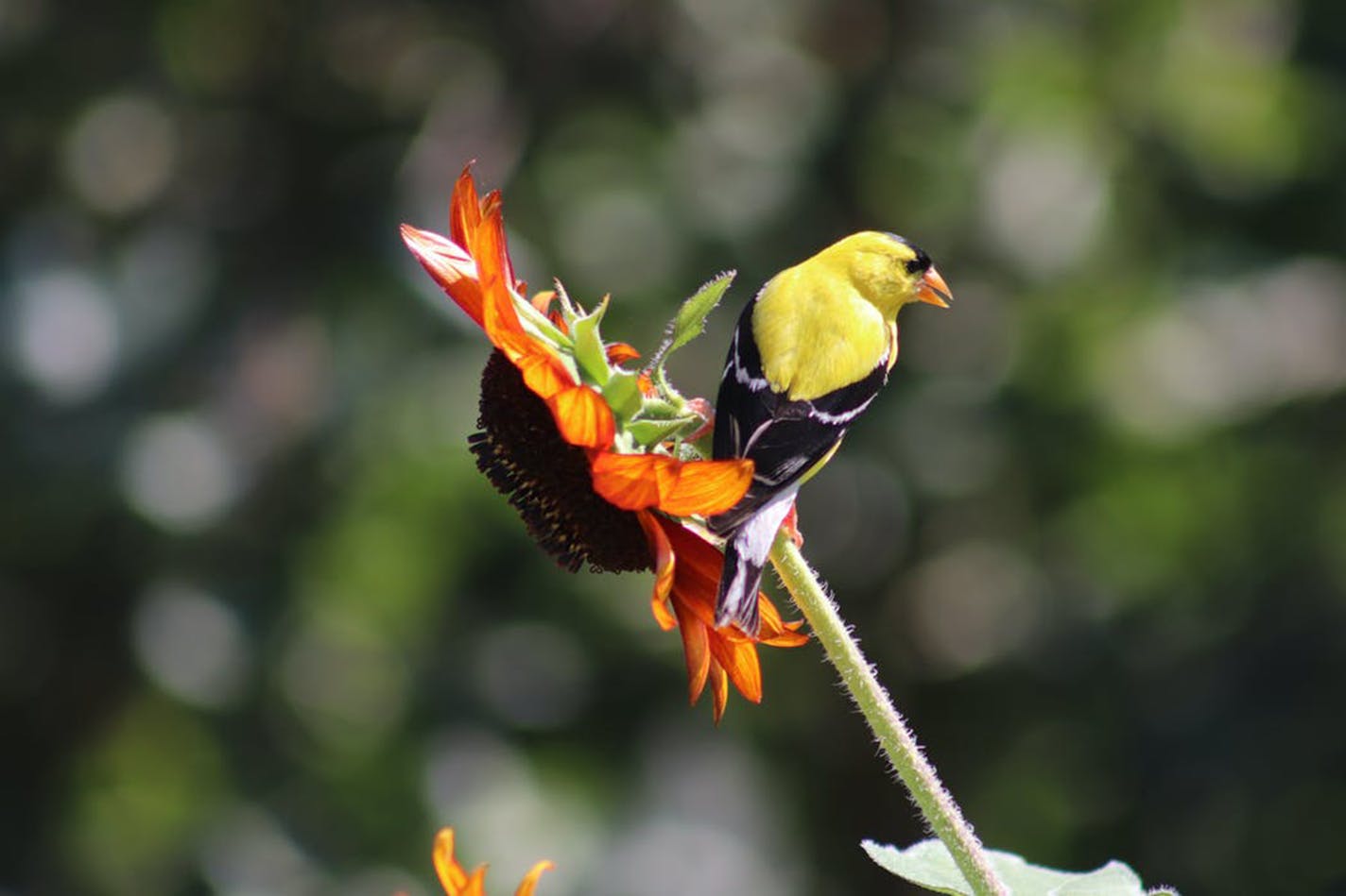 A goldfinch perches on a flower to gather seeds.