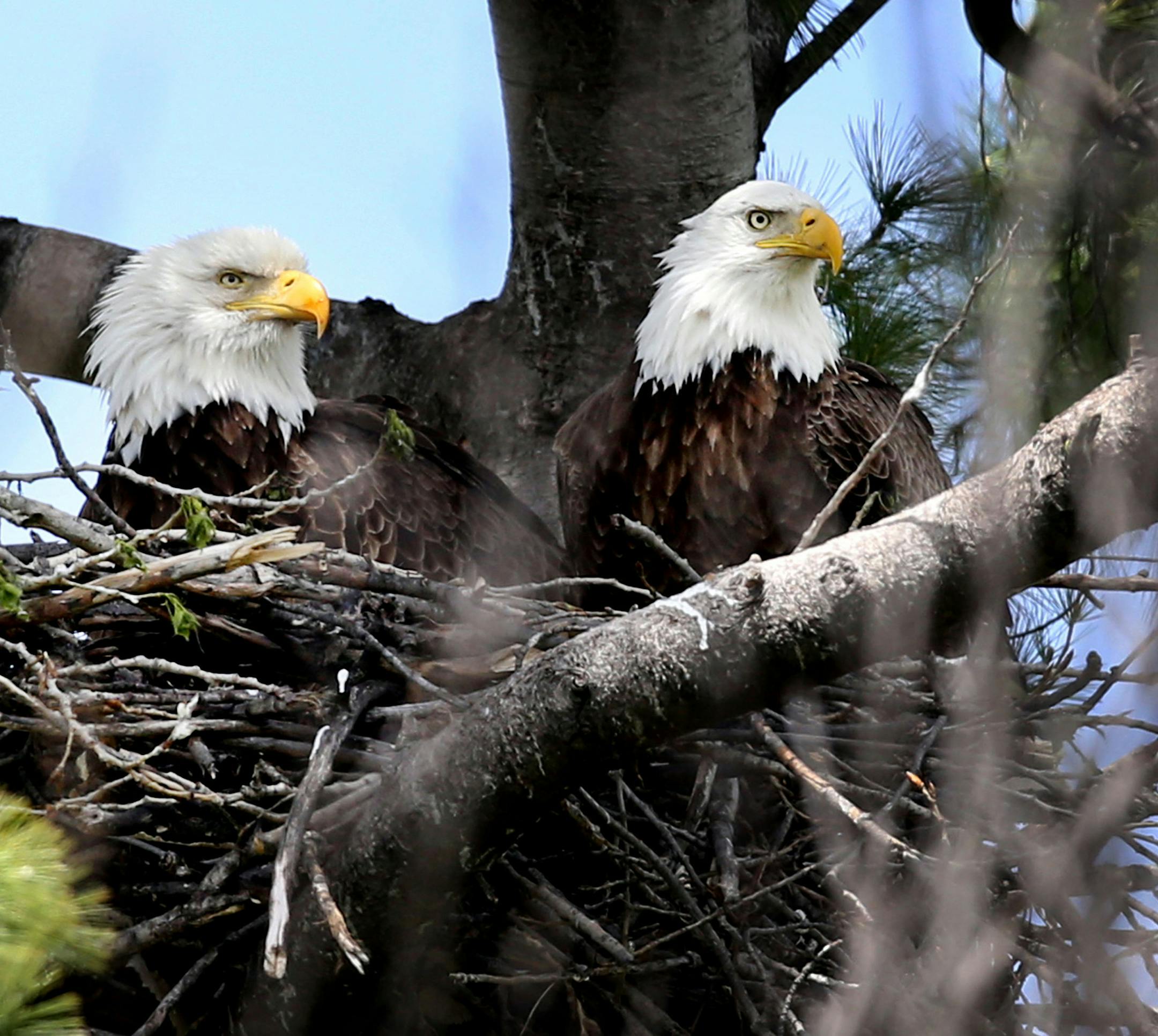 In a southeast-side residential neighborhood near the Mississippi River, a pair of bald eagles sit on their nest Tuesday, May 3, 2016, in Minneapolis, Minn. Deep inside the nest in a large white pine tree, a pair eaglets are safely hidden away. (David Joles/Minneapolis Star Tribune/TNS)