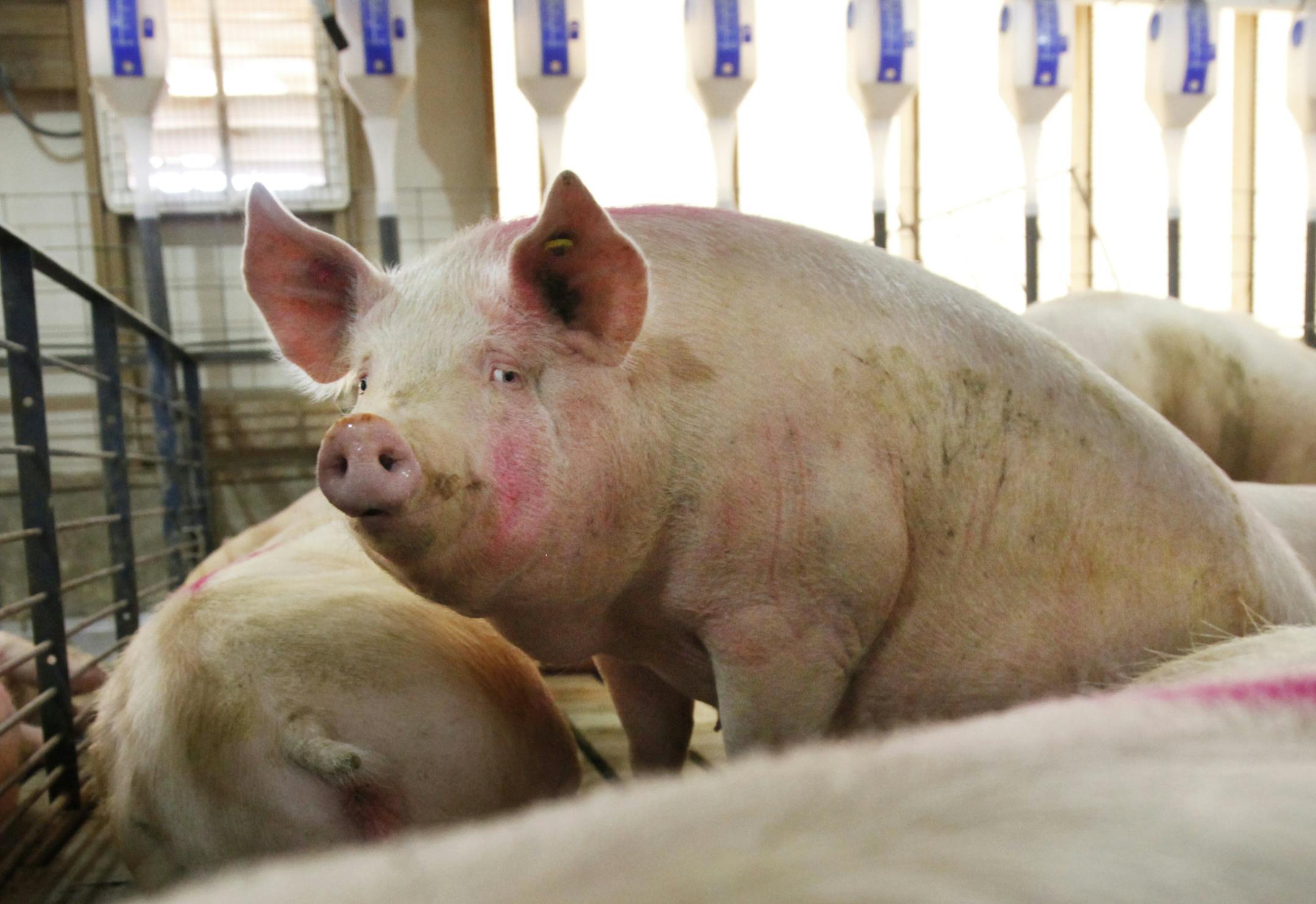 At the Cargill pig farm in Dalhart, Texas, the pigs enjoy group housing with relative freedom to socialize and drink water as they please. ]richard.tsong-taatarii/rtsong-taatarii@startribune.com