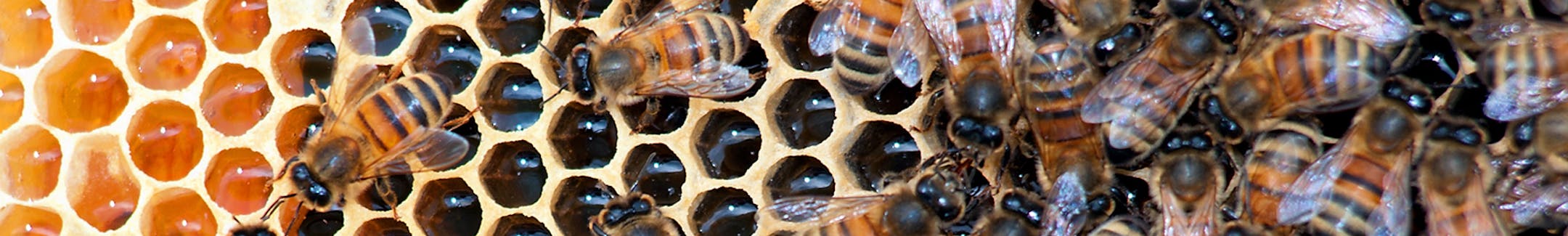 In a March 30, 2012 photo, honeybees fill a hive at Golden Angels Apiary in Singers Glen, Va. Though colony collapse disorder has not affected Valley beekeepers, local hives are still susceptible to a variety of dangers, like neonicotinoids, an insecticide that attacks the insects' central nervous system. Though colony collapse disorder has not affected Valley beekeepers, local hives are still susceptible to a variety of dangers, like neonicotinoids, an insecticide that attacks the insects' cent