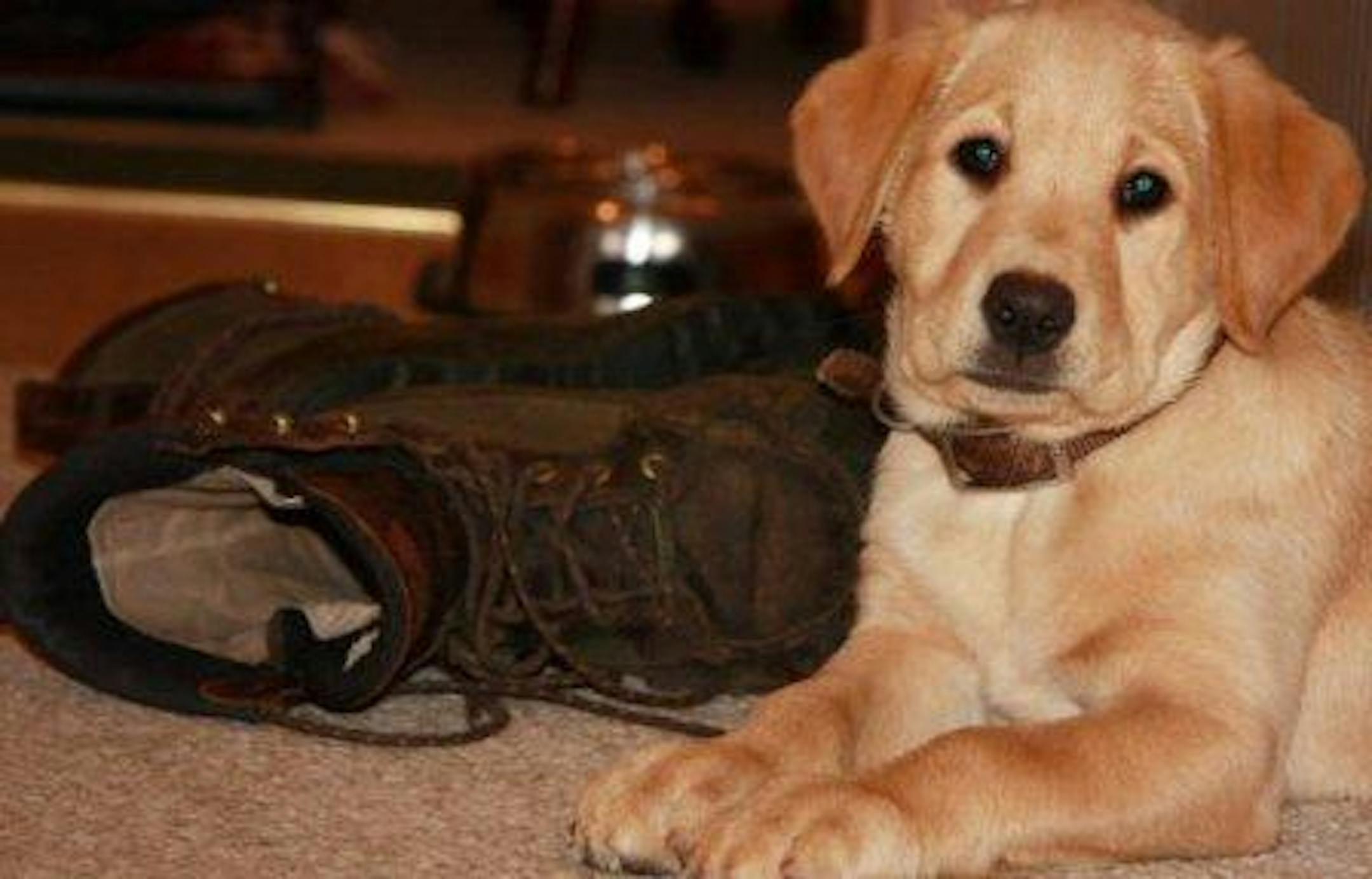 Letting a friend or family member borrow the dog you raised since puppyhood can be a gratifying, yet taxing experience.