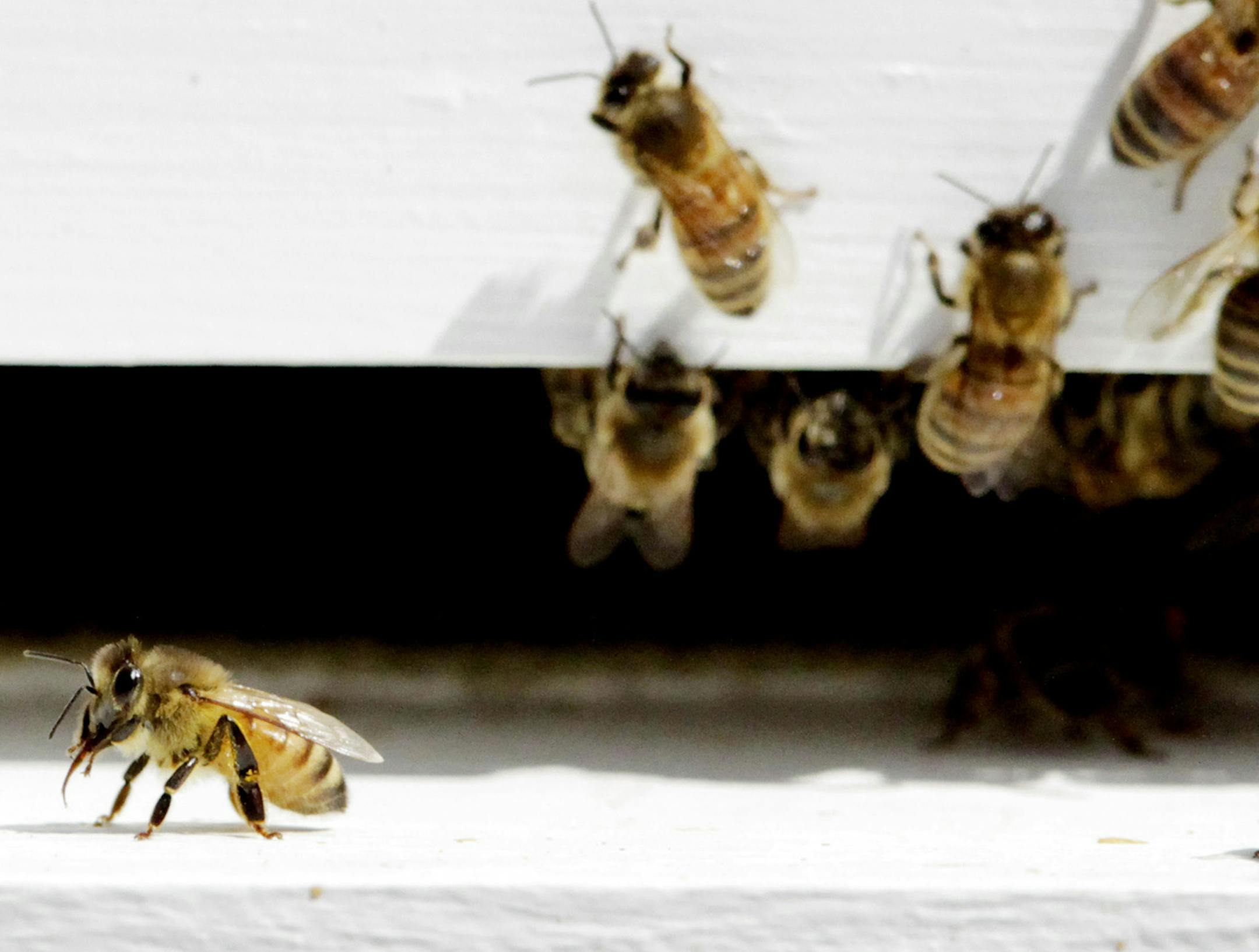 Bees come and go from a bee hive in West Bath, Maine on Monday, April 30, 2012. A state bee expert says conditions are perfect for another honeybee die-off, after a mild winter and unseasonably warm early spring have created conditions reminiscent of 2010, when an explosion in the mite populations killed off many colonies. (AP Photo/Pat Wellenbach) ORG XMIT: MEPW104 ORG XMIT: MIN1401201720220426 ORG XMIT: MIN1404081904231821