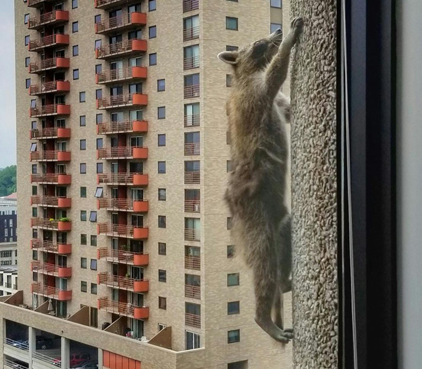 PHOTO COURTESY BEN JOHNSON. Scores of onlookers rooted on the raccoon as it moved next door to the UBS Tower and scaled the concrete skyscraper, making it up as high as the 20th floor, according to reports.