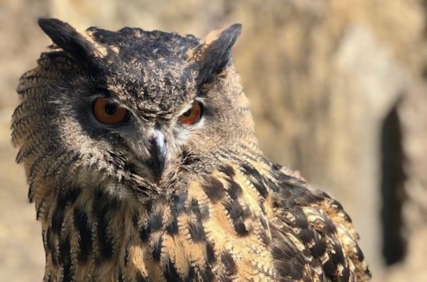 Minnesota Zoo Gladys, a Eurasian eagle owl, escaped from the Minnesota Zoo on Oct. 1.