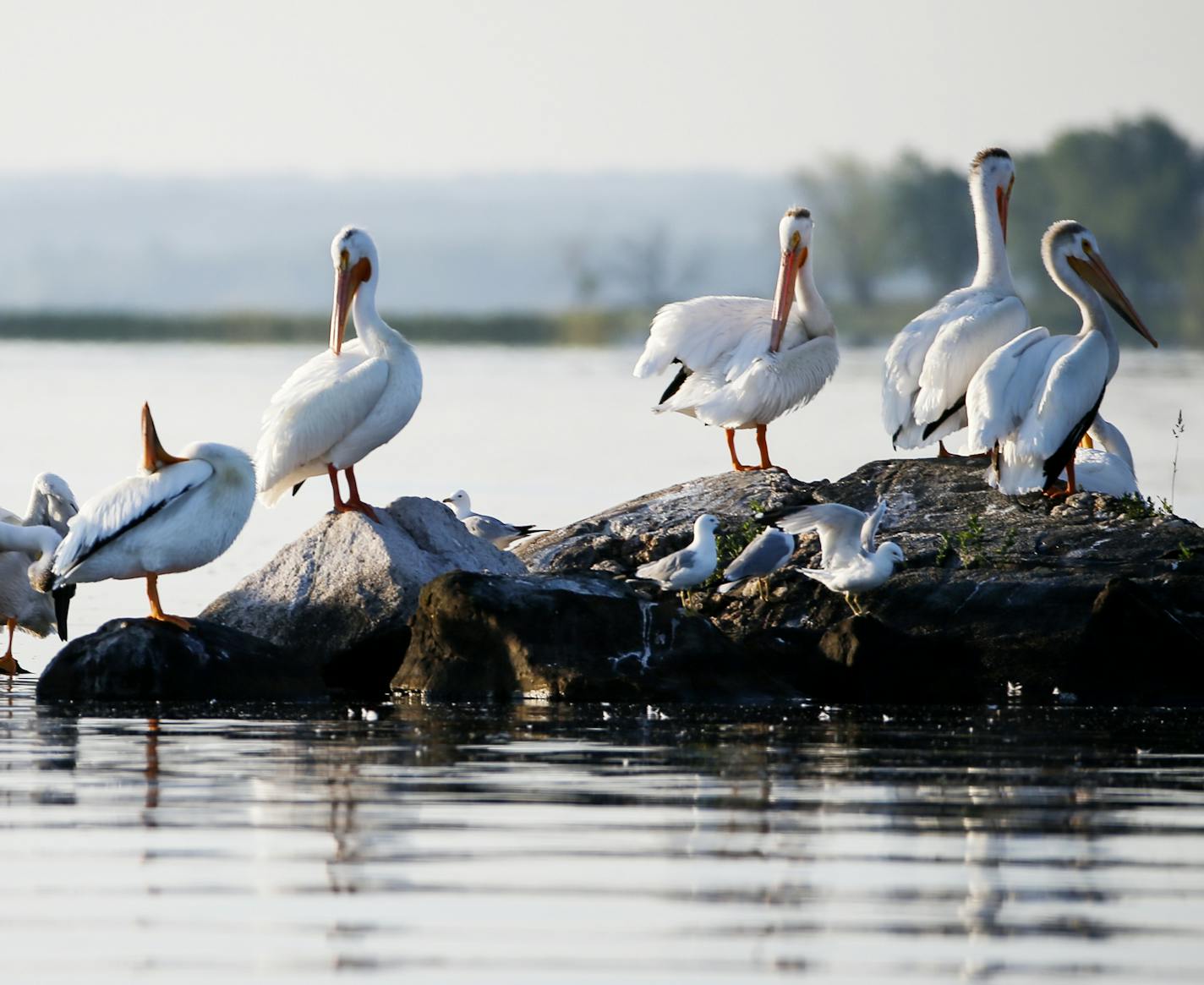 Pelicans sit in the morning sunlight on Bird Island in Kabetogama Lake. ] (Leila Navidi/Star Tribune) leila.navidi@startribune.com BACKGROUND INFORMATION: Voyageurs National Park in Minnesota on Friday, June 24, 2016.