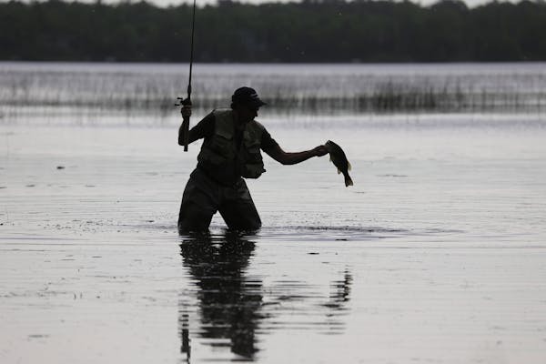 Wildlife photographer Bill Marchel wade fishes for largemouth bass in the Brainerd area.
