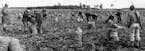 Italian prisoners of war harvest onions near Princeton, Minnesota, at the O.J. Odegard farms, September 1943. Italian World War II POWs in Minnesota h