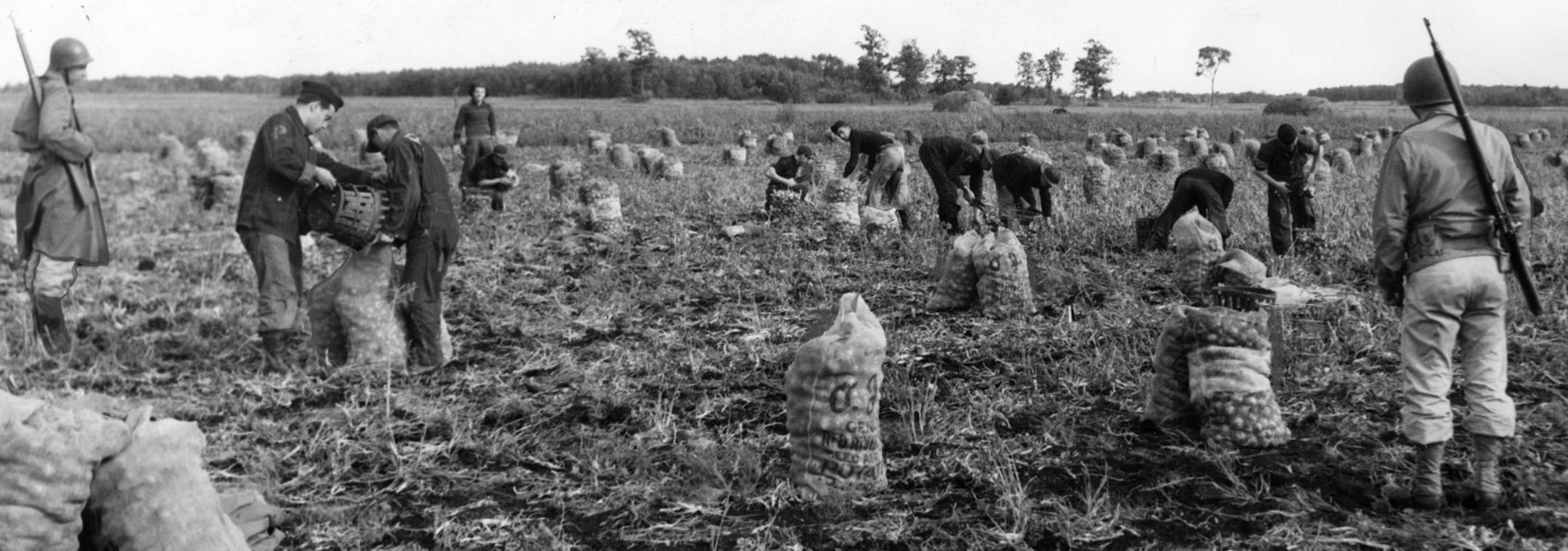 Italian prisoners of war harvest onions near Princeton, Minnesota, at the O.J. Odegard farms, September 1943. Italian World War II POWs in Minnesota helped dig potatoes and onions for Odegard. See article Thursday Sept. 9, 1943, Minneapolis STAR front page, and Sunday July 23, 2006, Star Tribune, page B3. mn1500 World War II prisoners of war harvest onions on a farm near Princeton, Minnesota, September 1943. The war created enough of a shortage of labor in the state that agricultural leaders mad