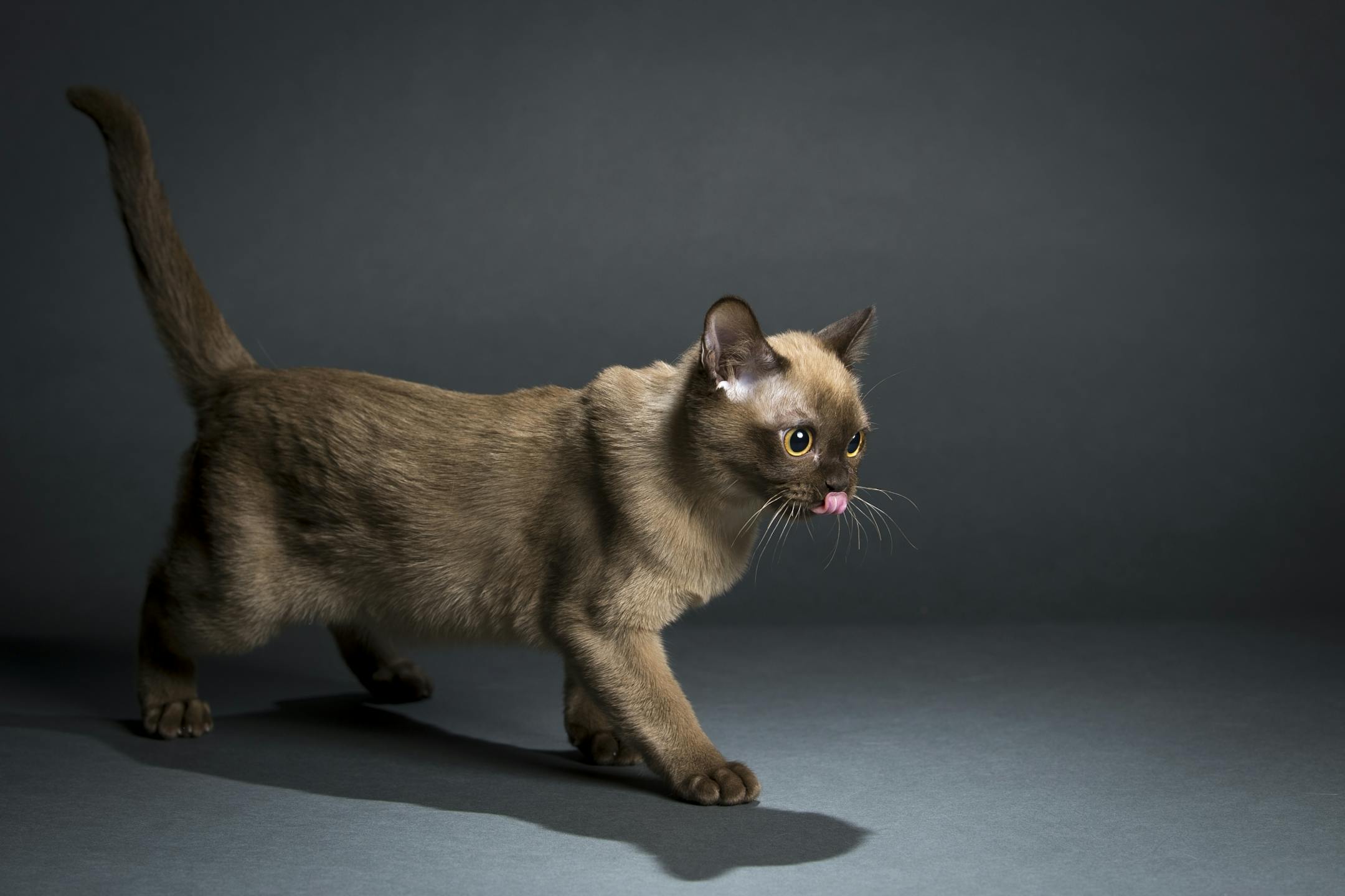 Beau, a 5-month-old champagne Burmese kitten, is pictured in the home of owner Brian Tripp Thursday, Jan. 15, 2015 in St. Louis Park.