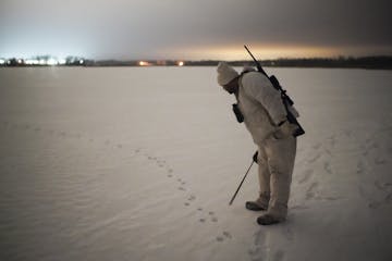 Todd Stein looked at fresh coyote tracks at the edge of a slew where he and Josh Anthony began hunting late Wednesday night near Montrose.