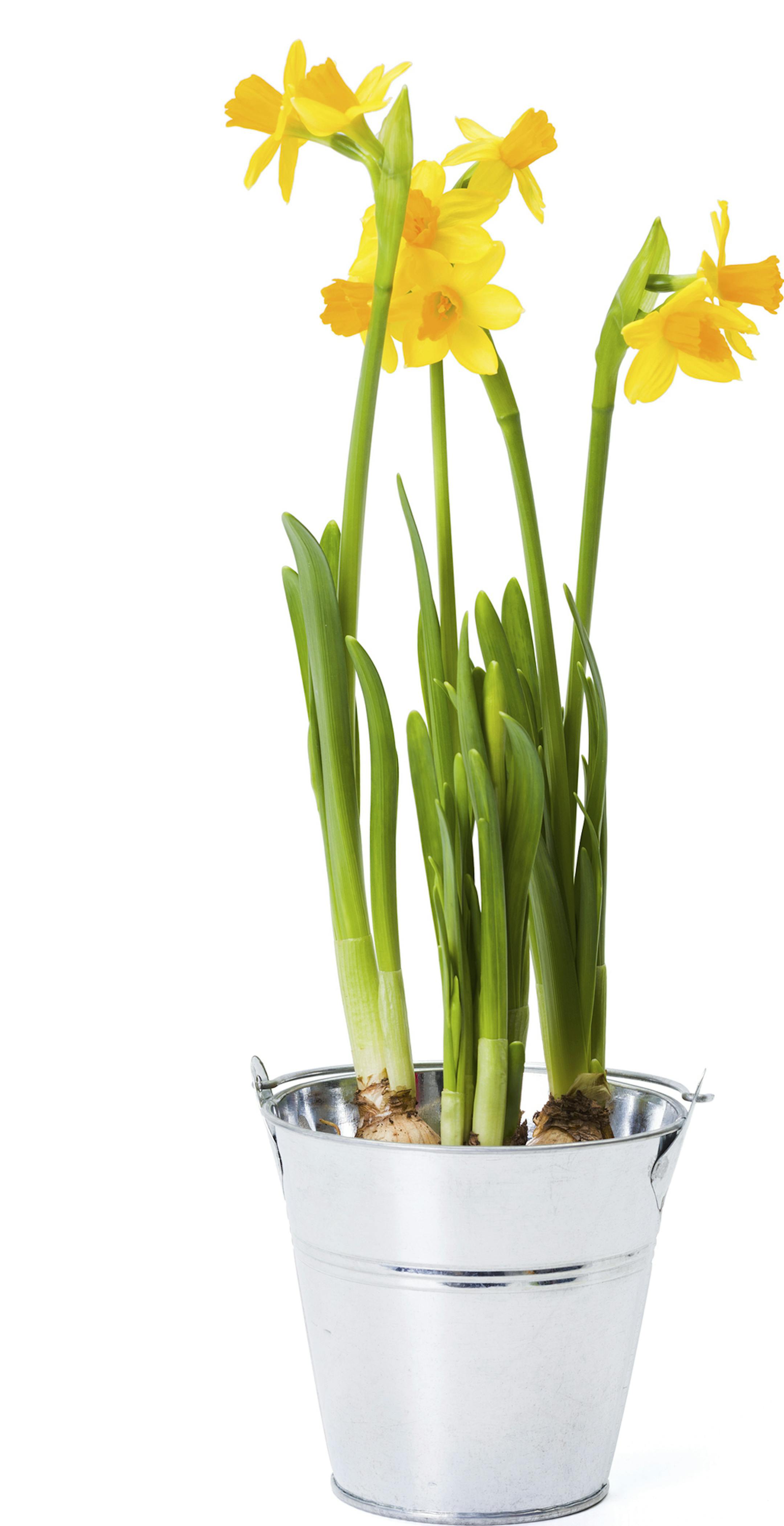 The Daffodil Society of Minnesota is having its annual bulb sale.