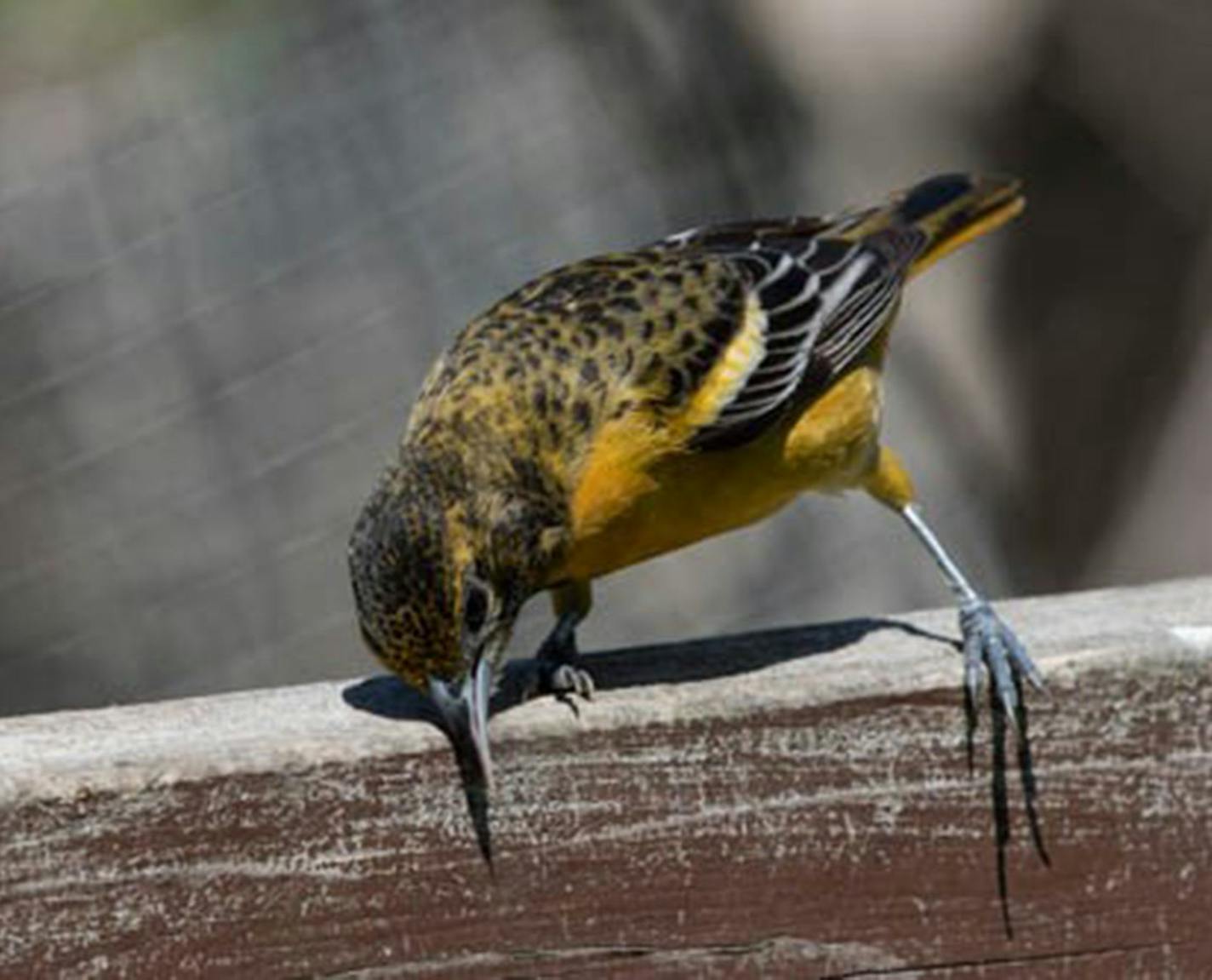 Don Severson photo
Baltimore oriole swiping its beak.
ONE TIME USE ONLY