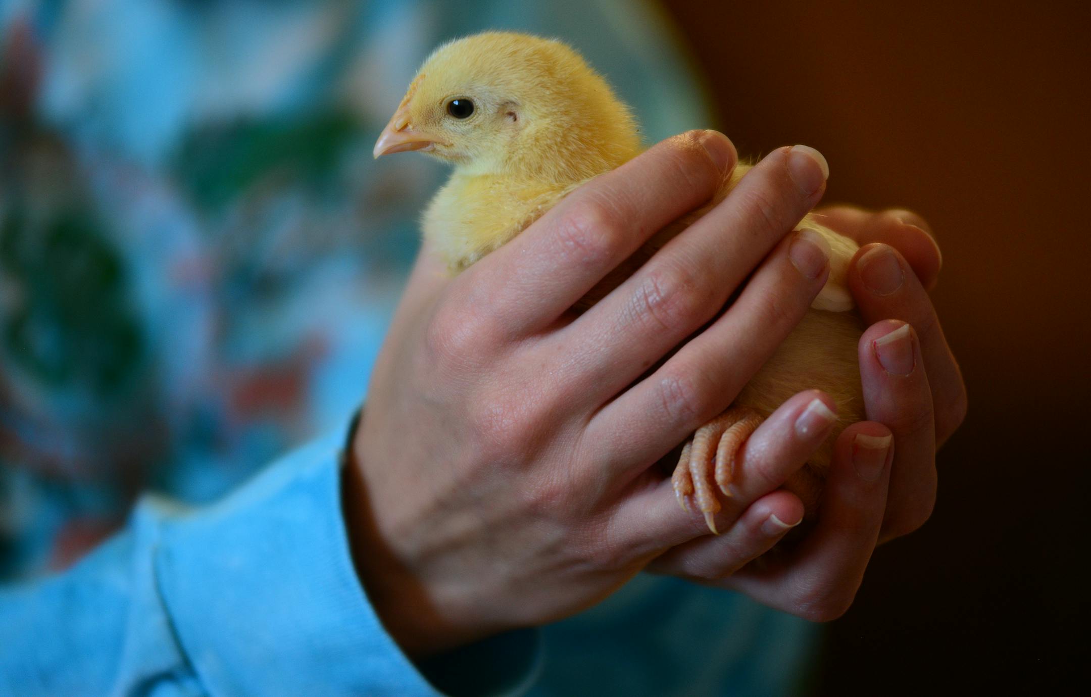 As chicken wing season hits a peak with March Madness, we delve into the brutal economics of the chicken wing through two Minnesota-based companies, Buffalo Wild Wings and Gold N Plump. The former has a conundrum: short term wing price spikes are made worse by a long-term issue of bigger and bigger birds. Wild Wings buys its wings in pounds, but sells them in pieces. As birds get bigger, they get less pieces per pound David Schumann and Tracy Schumann- Scapanski have just started raising chicken