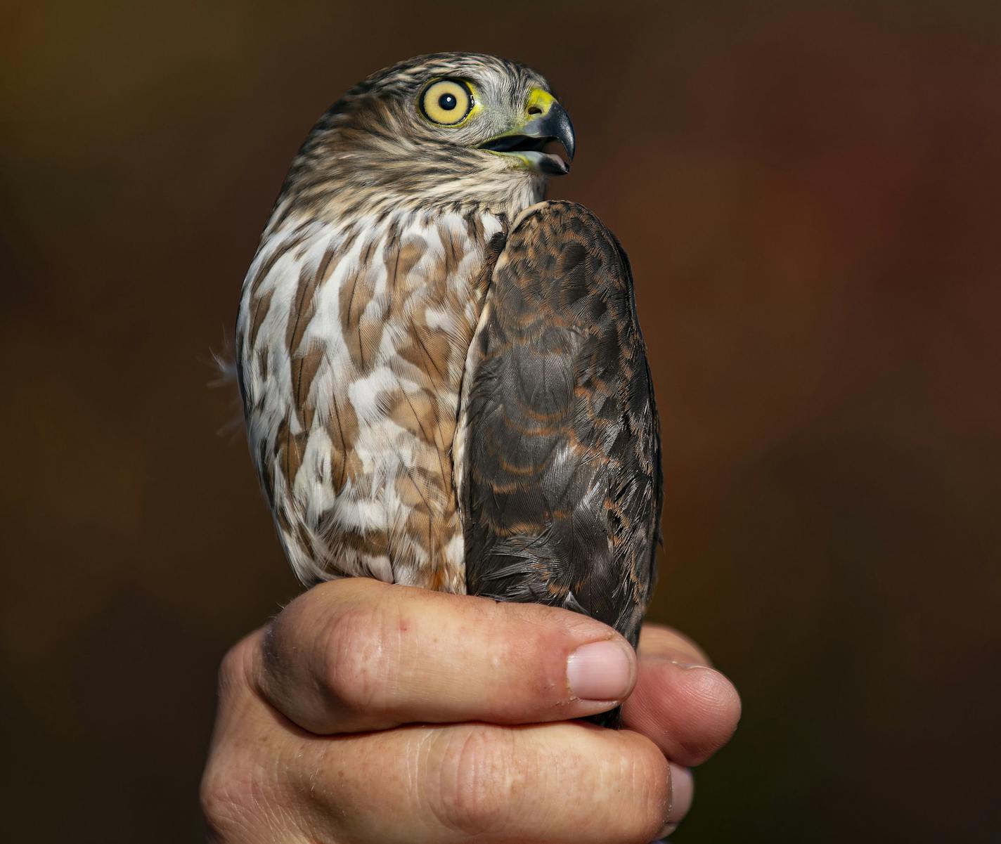 John Richardson, the Hawk Ridge fall count director, showed off a sharp-shinned hawk to visitors on Tuesday. The hawk was caught in their banding center and was released after being shown to the class. ] ALEX KORMANN • alex.kormann@startribune.com Hawk Ridge in Duluth is a favorite spot of Minnesota bird watchers. Boasting the largest raptor banding operation in the world, Hawk Ridge sees thousands of birds every year during fall migration. With the leaves changing color and various outdoor prog