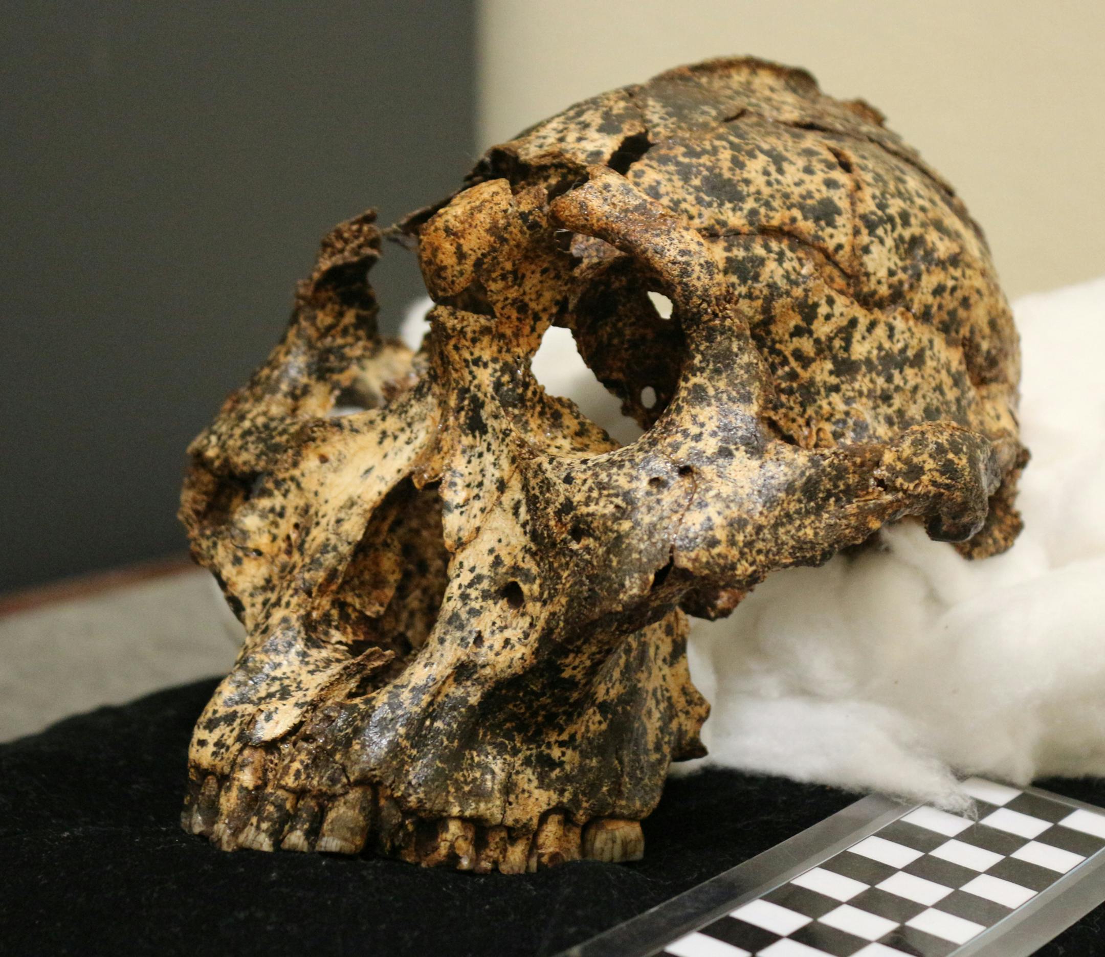 The 2-million-year-old skull of Paranthropus robustus, a small-brained ancient human cousin, suggests that the species went through a process of microevolution as the climate changed.