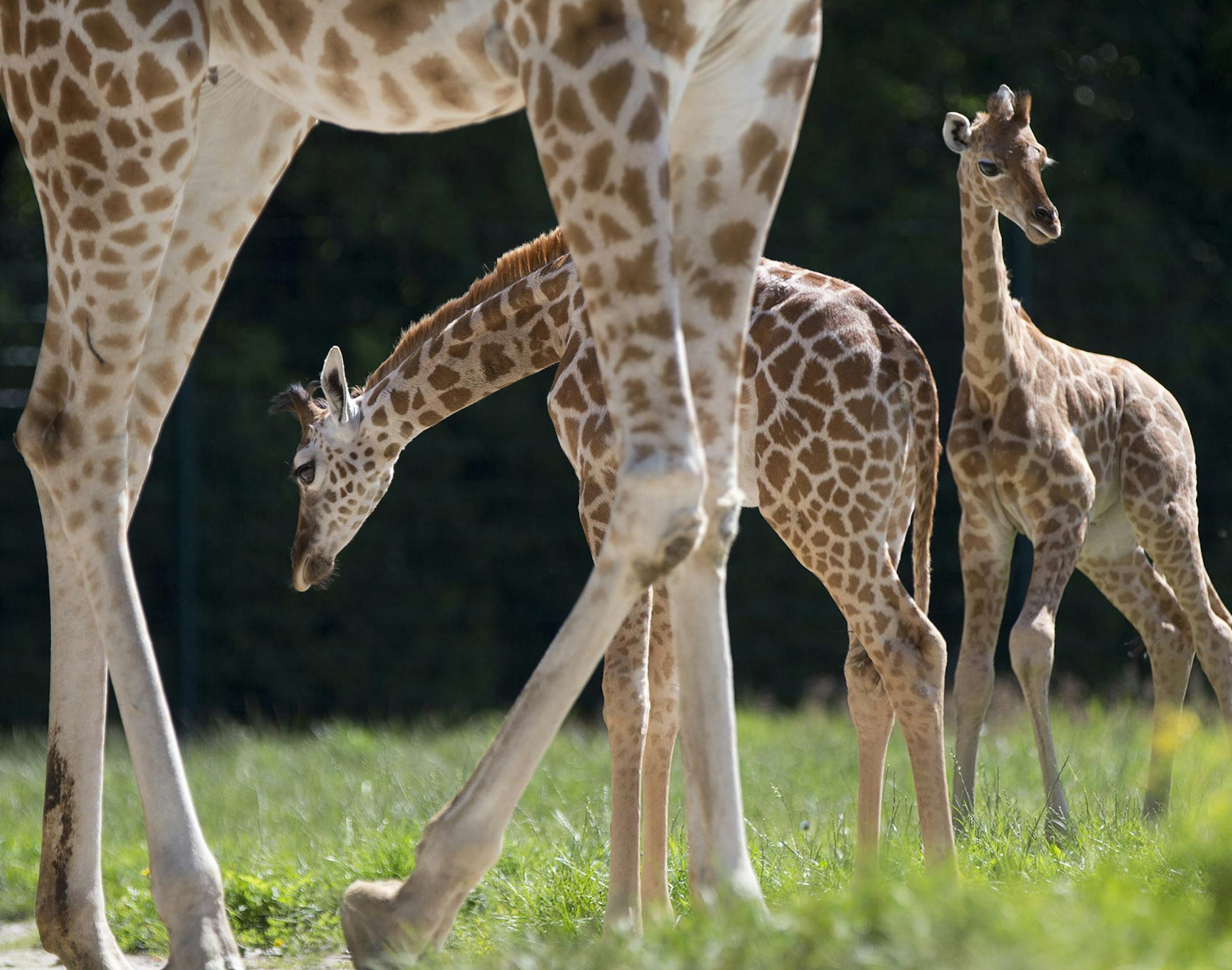 Rothschild giraffe female calfs Dorle, right, and Jule, background left, stand next to each other in the enclosure at "Tierpark" Zoo in Berlin, Germany, Tuesday, July 24, 2012. Dorle was born July 2, 2012, just 20 days after her half-sister Jule. (AP Photo/Gero Breloer) ORG XMIT: MIN2014101616255242