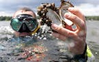 Keegan Lund of the Minnesota Department of Natural Resources held up the shell of a native mussel covered in zebra mussels in White Bear Lake. Minneso