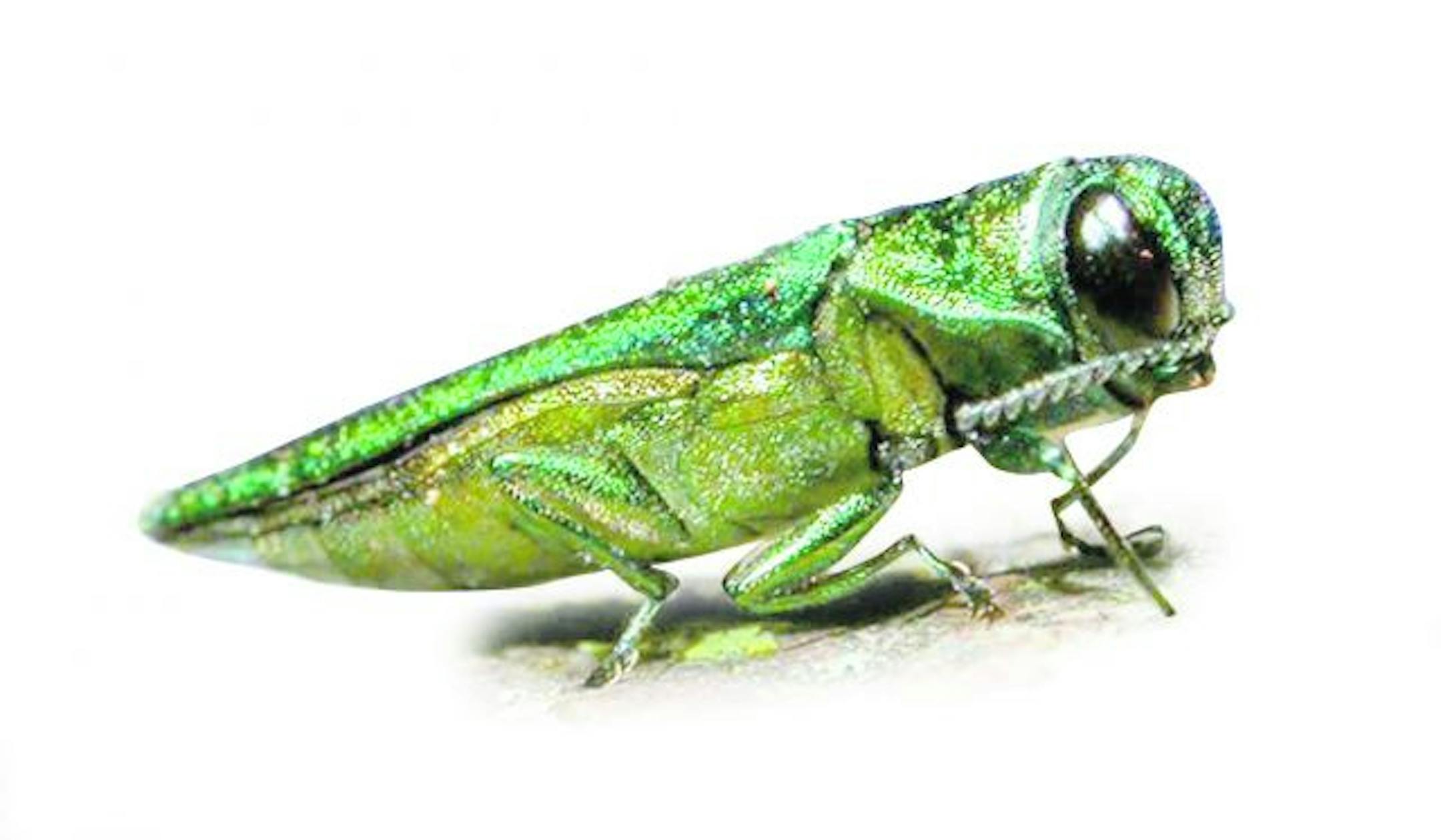 Adult emerald ash borer