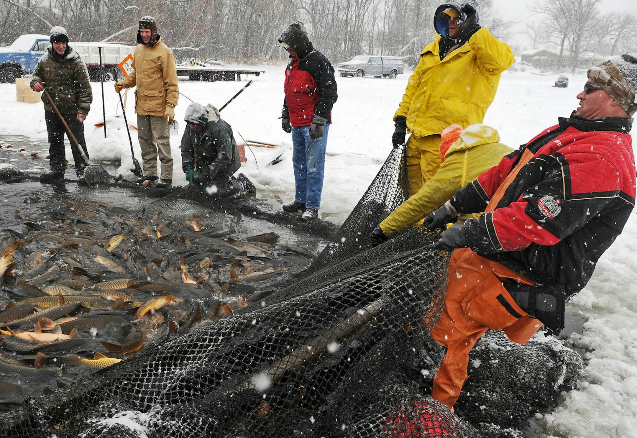 Lake Susan carp round up. Having found a way to reduce sea lampreys in the Great Lakes, Peter Sorensen now is taking on the common carp. The University of Minnesota biologist has begun a scientific study in three lakes in Eden Prairie and Chanhassen that could offer the first hope for thinning the nasty bottom diggers from lakes across the country. Two-thirds of all Minnesota lakes - and all metro-area lakes -