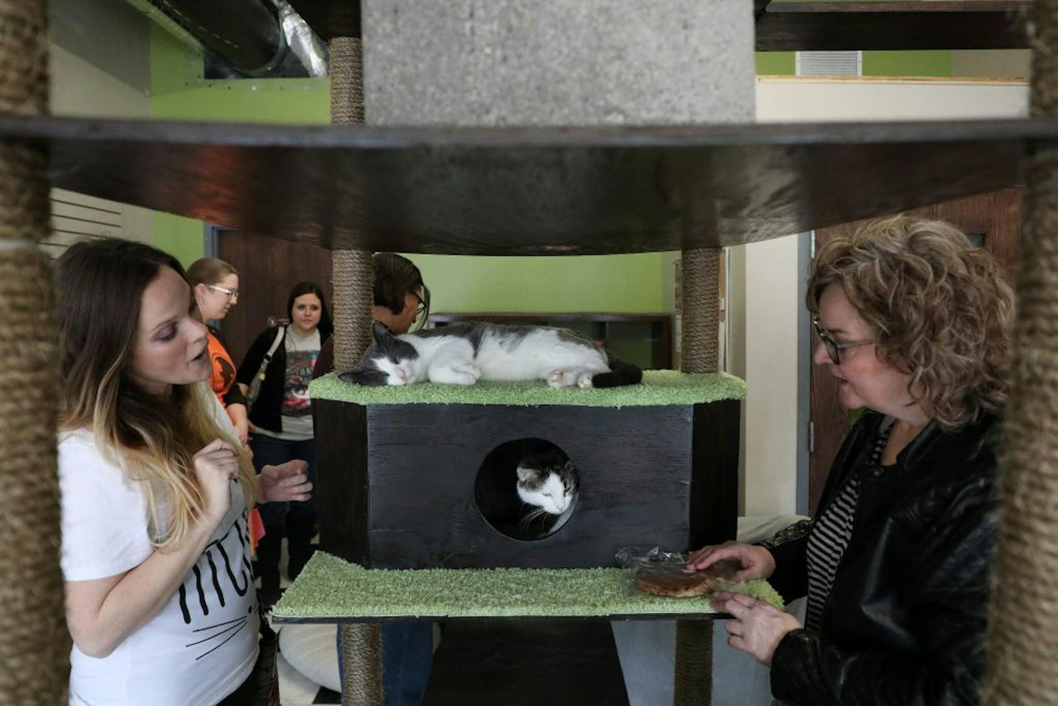 White Sox the cat slept on her perch as Cisco poked her head out Friday afternoon at The Cafe Meow.