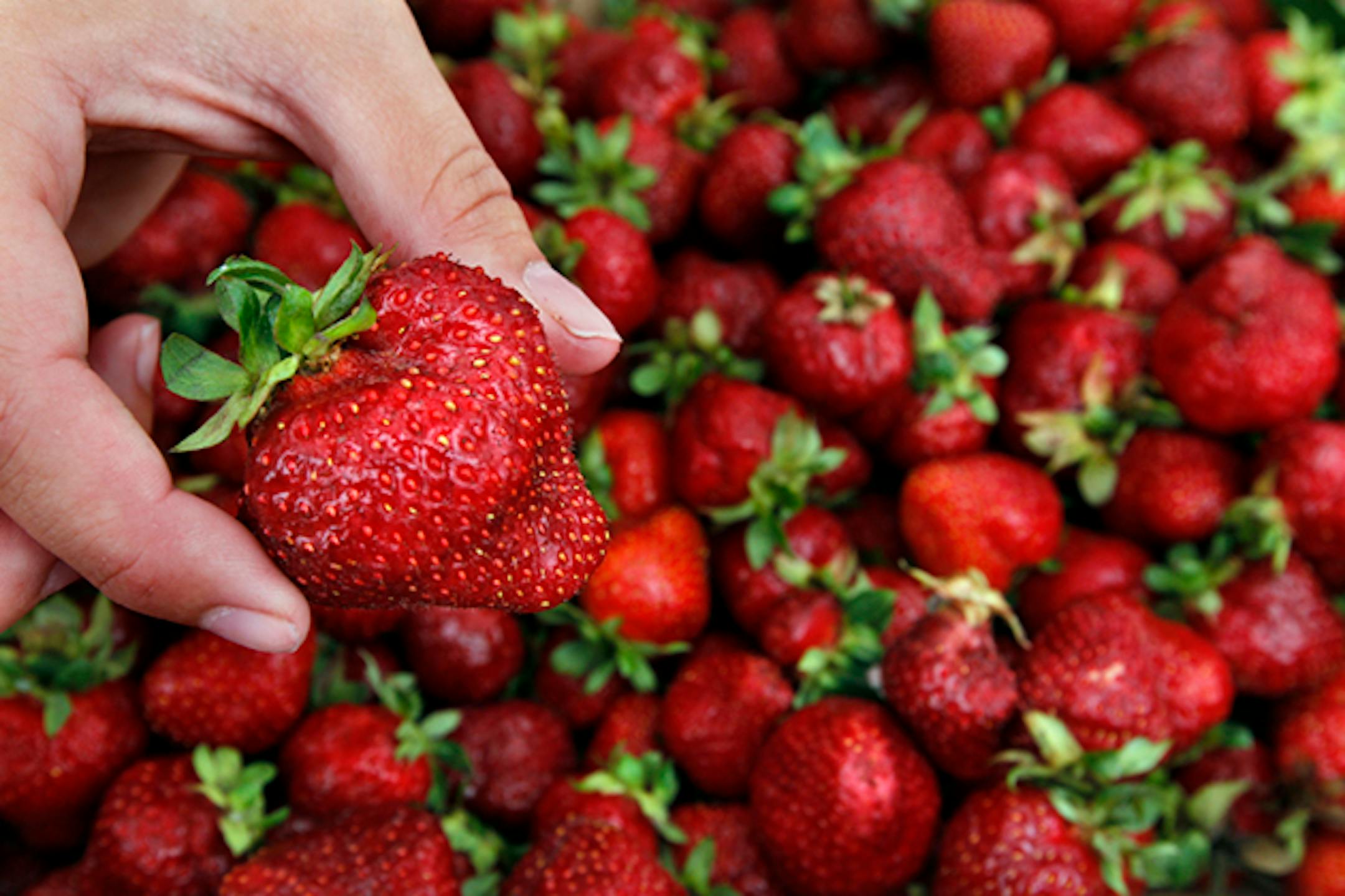 Strawberries are NOT just for the birds.