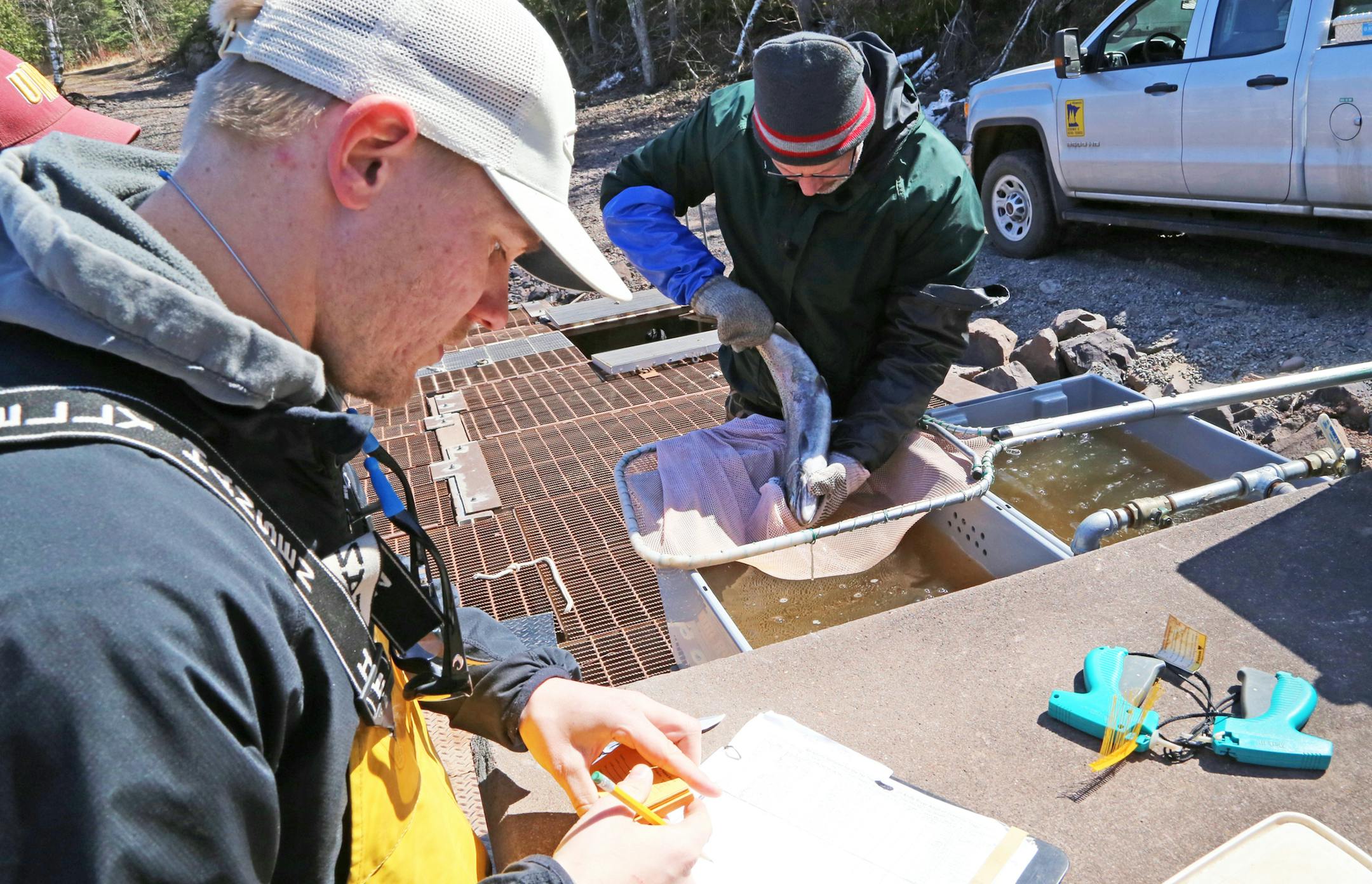 DNR anadromous fish specialist Nick Peterson, left, records the length and weight of a steelhead caught in a DNR trap on the Knife River. Keith Reeves, right, assistant Lake Superior area fisheries supervisor, prepared the fish to be tagged. The fish subsequently was released upriver of the trap to continue its spring spawning run.