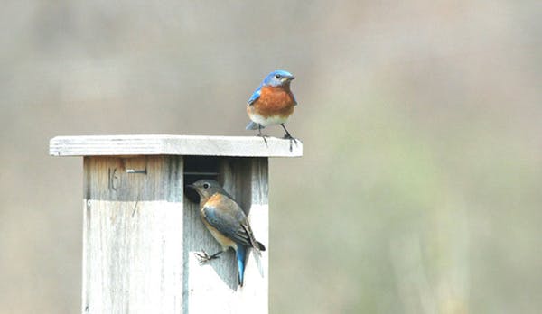 Backyard nest boxes give you a front-row seat on birds raising their young