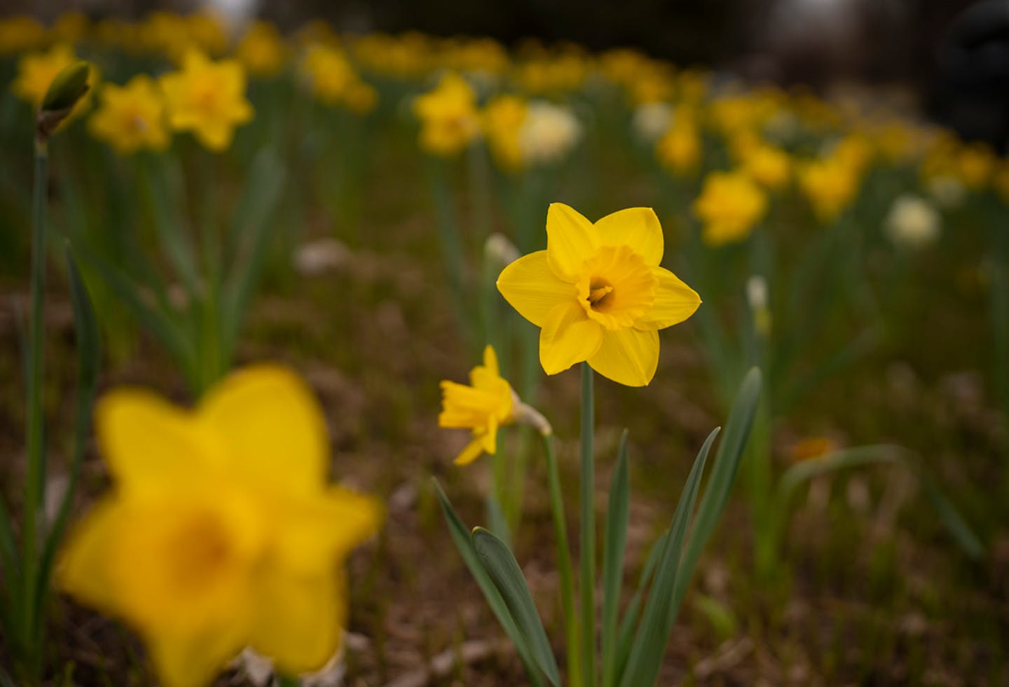 Just some of Warren Kapsner's daffodils. ] JEFF WHEELER • jeff.wheeler@startribune.com