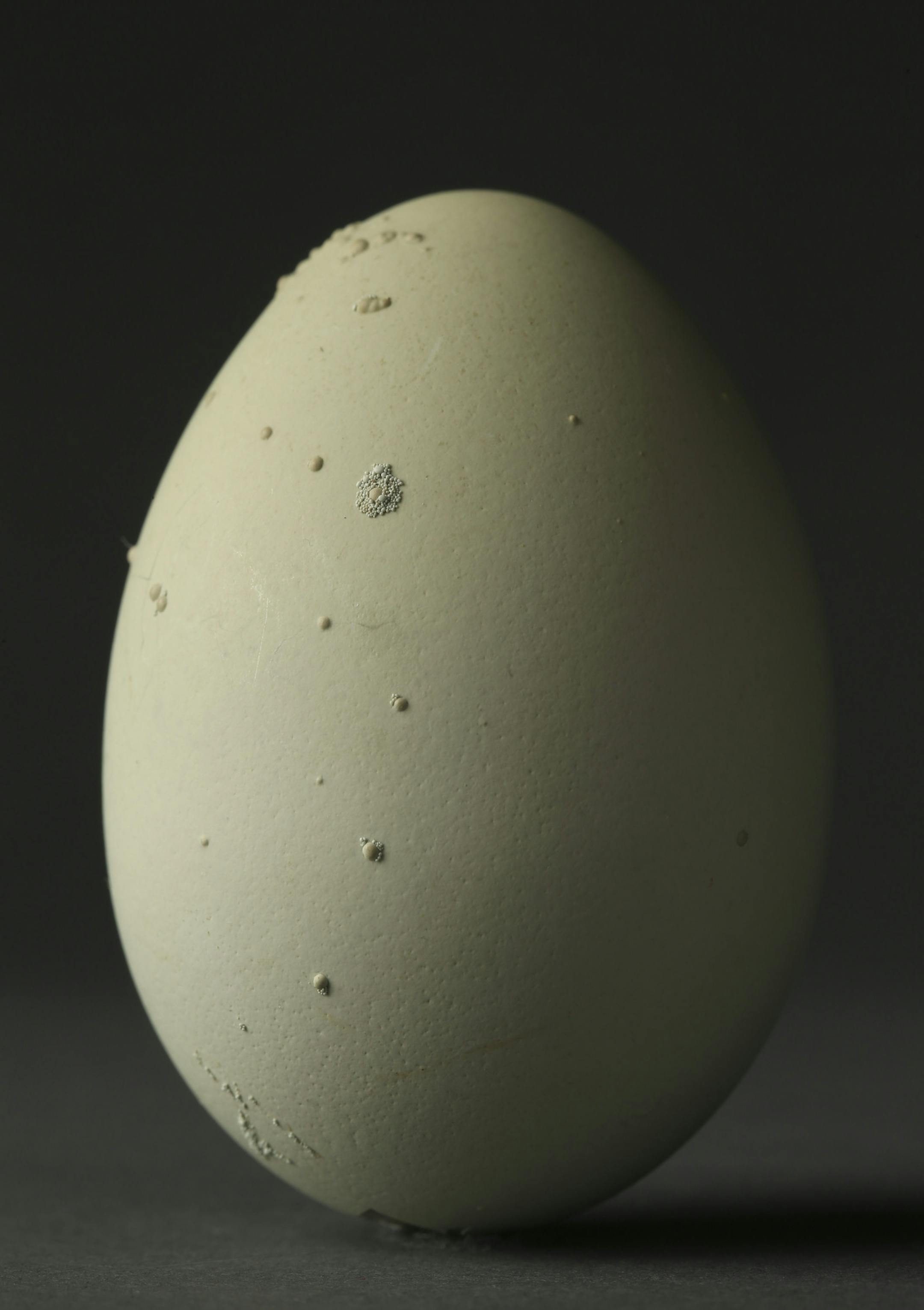 A blue egg from the Cheryl, an Ameraucana chicken kept by Devon Anderson and Michael McNally of Minneapolis.
