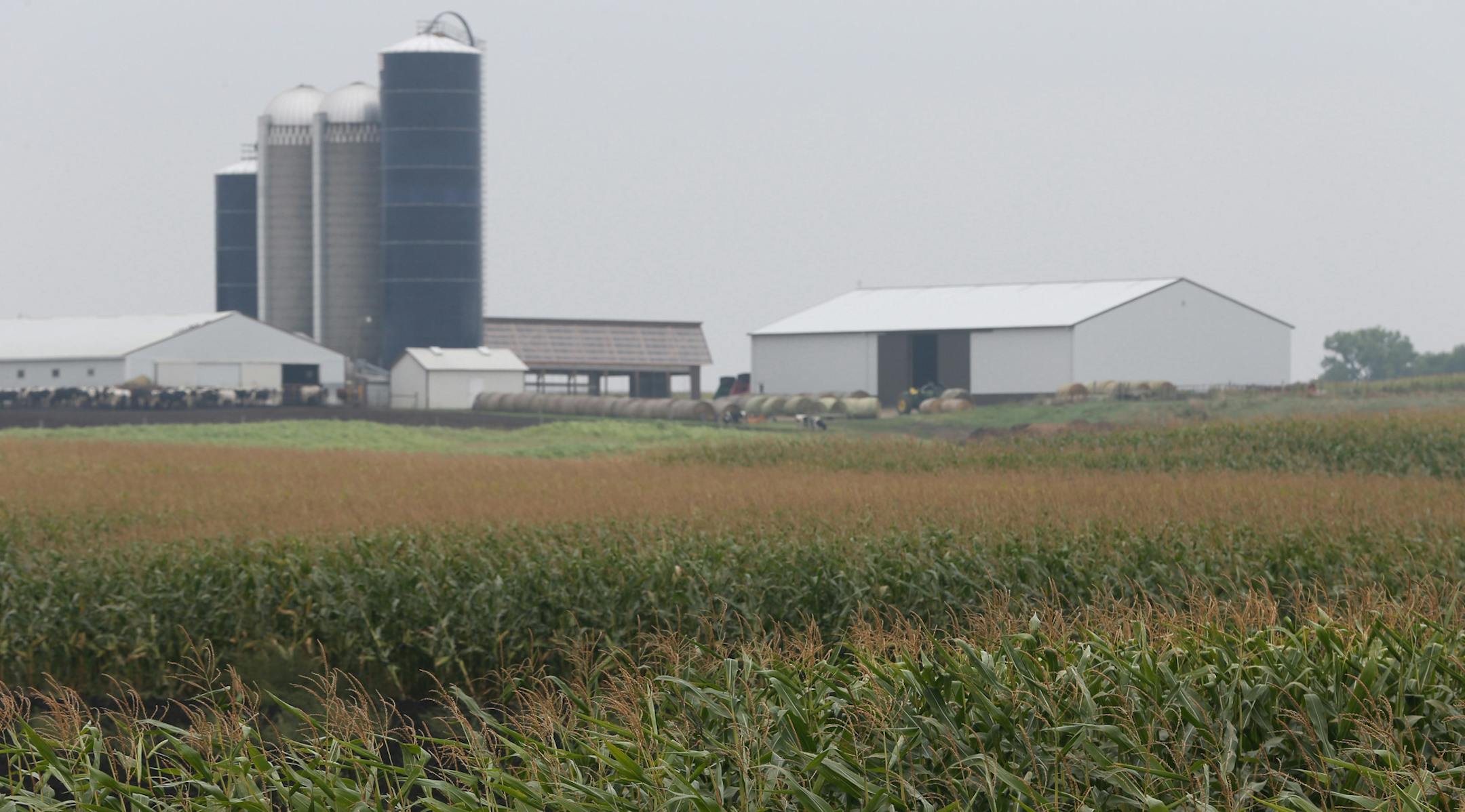 Corn awaits to be harvested at the Dan Erickson farm, in Alden Minnesota farm on 9/18/13. As autumn officially rolls in, we look at the outlook for harvests of corn and soybeans, MN's two largest crops. Upshot is that despite lack of precip since June, corn crop generally looks on par with last year, according to USDA, though there are regional variations (southeast Minnesota never recovered from early May snowfall). Dry conditions will hurt soybean harvest -- no rains at critical time in August