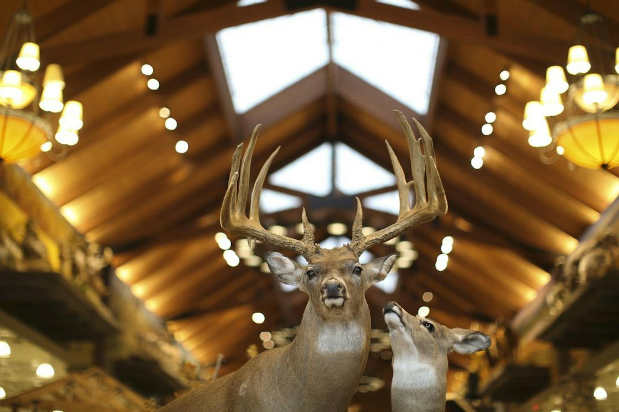 A facsimile mount of the Minnesota state record Whitetail deer, with "typical" antlers, will be the first thing customers see upon entering the new Cabela's store in Woodbury.