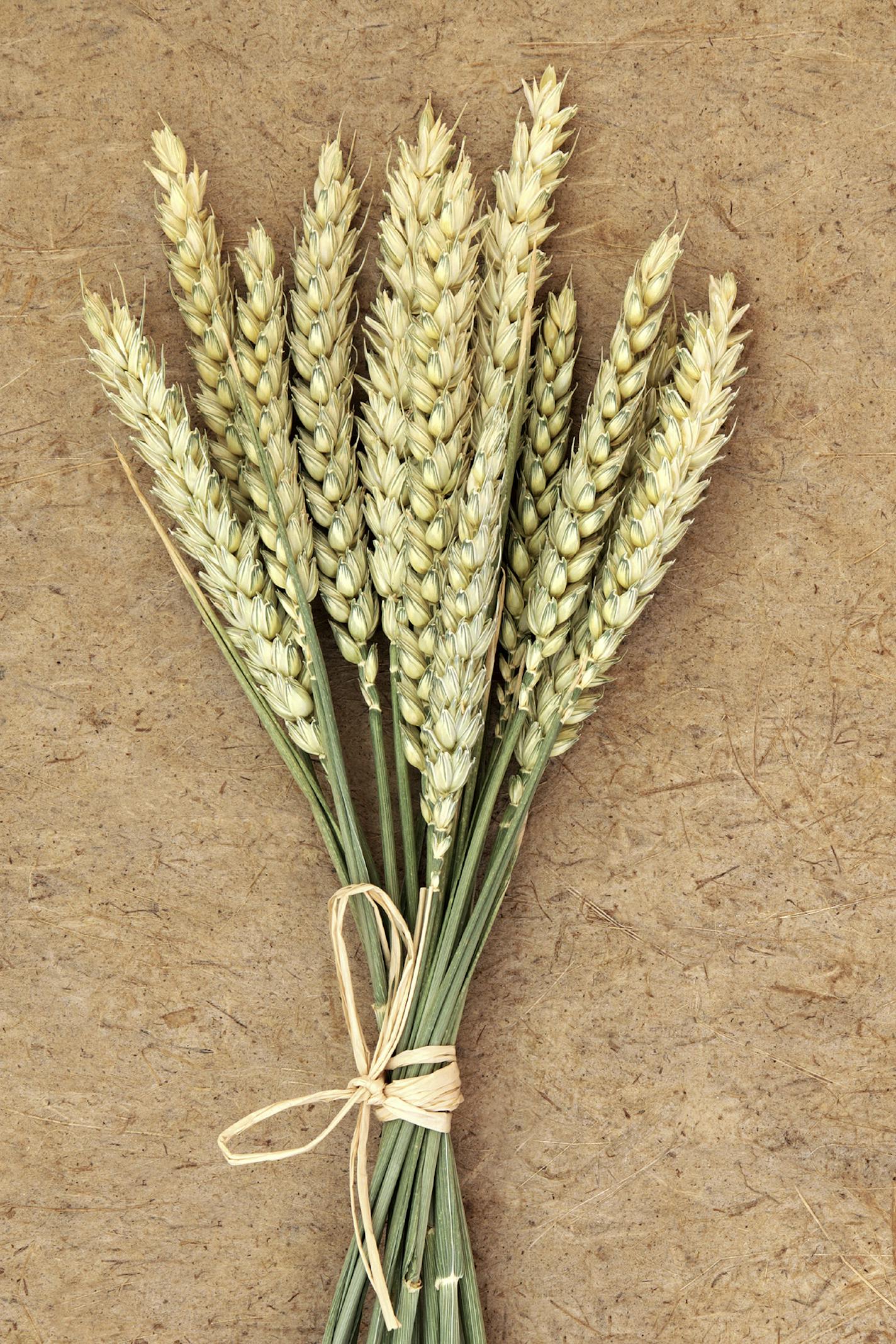 Wheat bundle over a handmade paper background.From istock