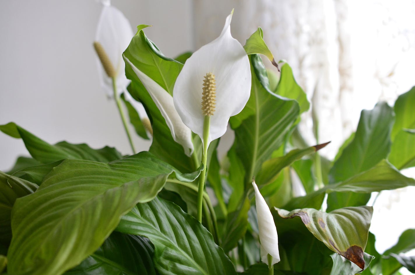 These white-petal, evergreen plants might be beautiful, but they&#x2019;re also toxic to dogs and cats. (Dreamstime) ORG XMIT: 1227319