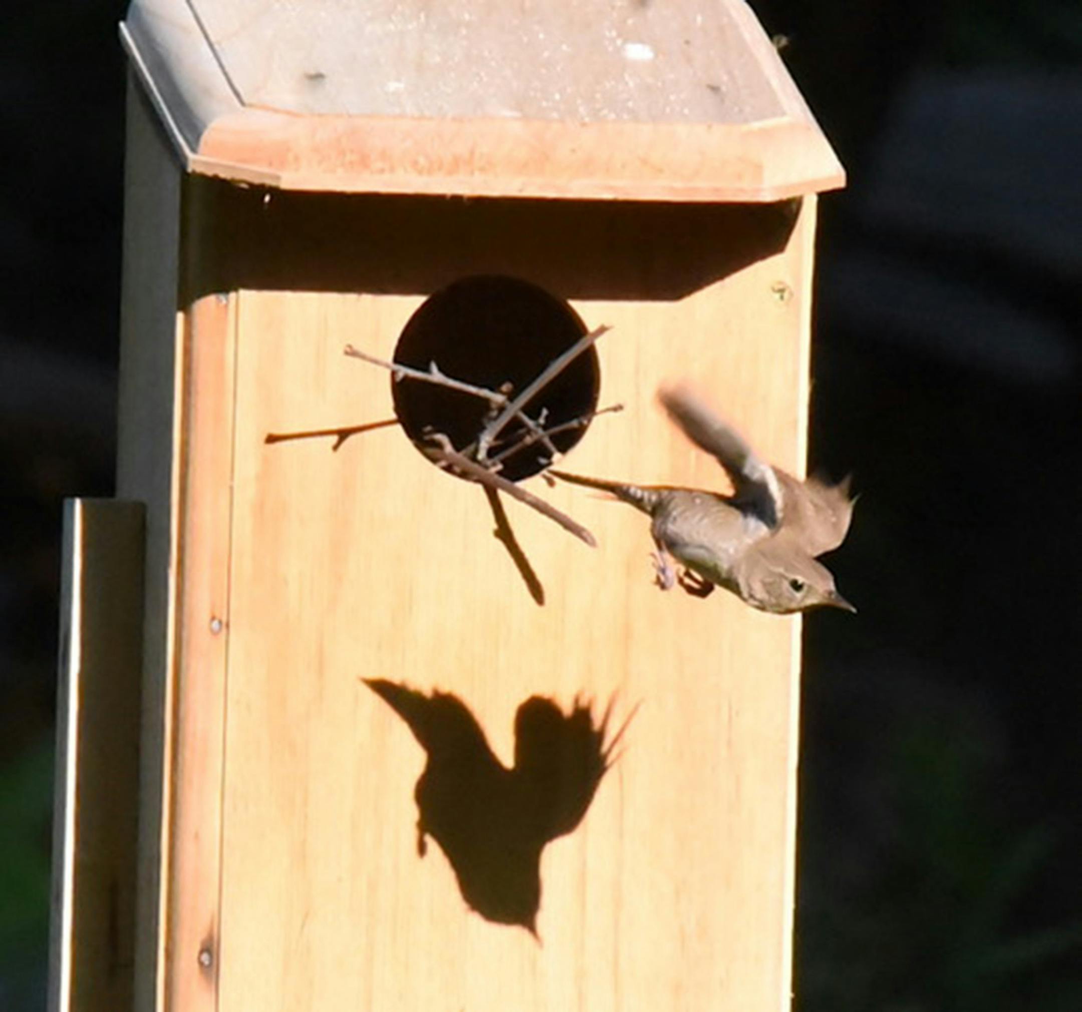 Get the stick inside and fly off for another.Jim Williams photo