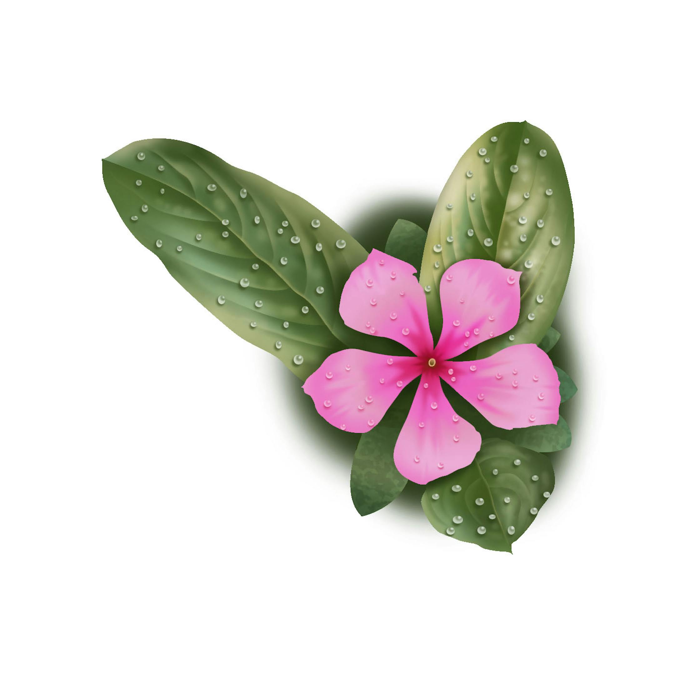 Madagascar Periwinkle
