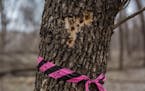 The pink marker is wrapped on an Ash tree due to the indications of Emerald Borers by the perfectly carved circle's made by Wood Peckers searching for