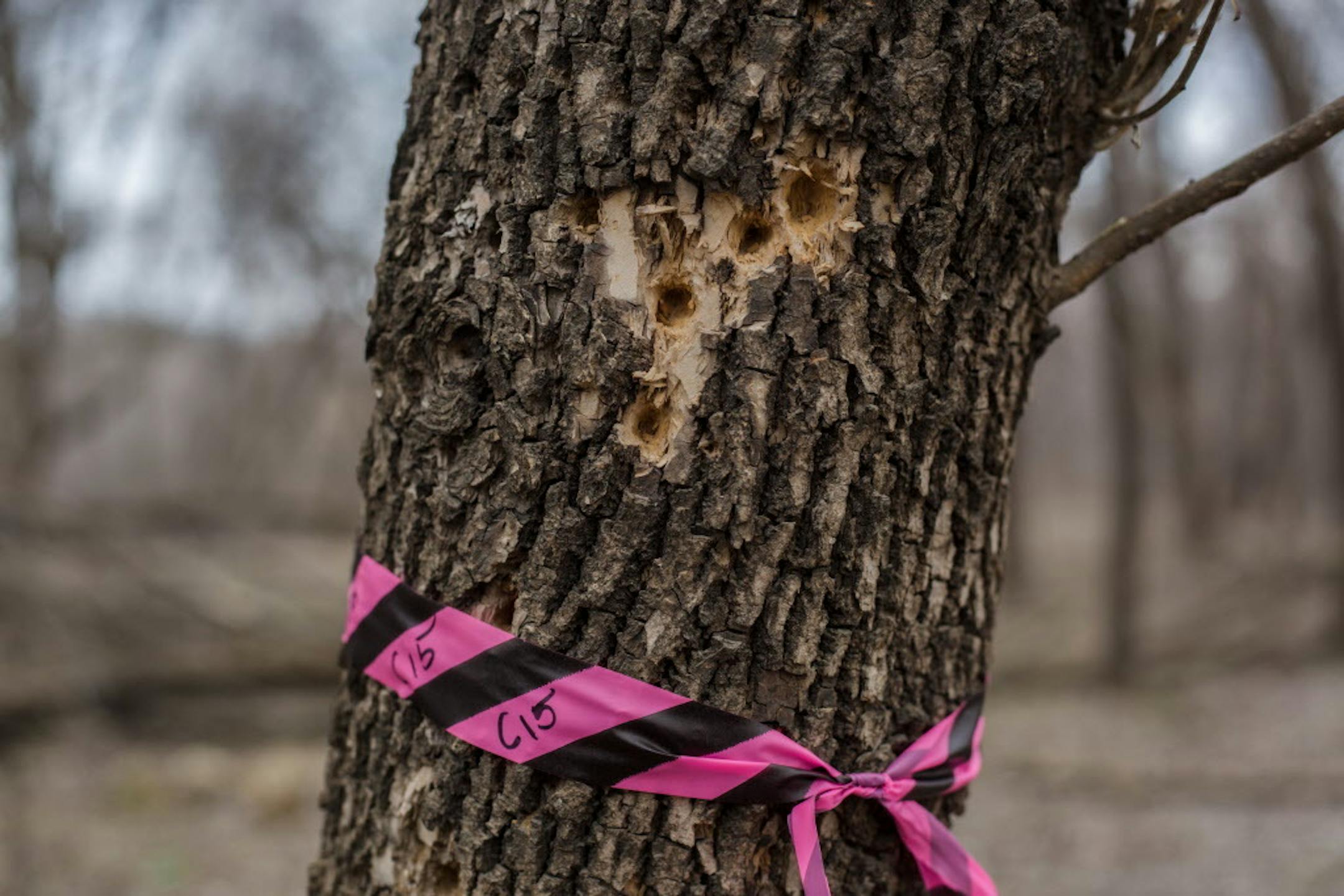 The pink marker is wrapped on an Ash tree due to the indications of Emerald Borers by the perfectly carved circle's made by Wood Peckers searching for the insects. ] Elizabeth Brumley special to the Star Tribune * As Emerald Ash Borers munch their way across Minnesota, U.S. FWS workers are doing their best to track their spread. But the agency is shorthanded and lack the staff who can conduct surveys and do the leg work until the summer when they can hire interns. Students at Inverhills Communit