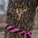 The pink marker is wrapped on an Ash tree due to the indications of Emerald Borers by the perfectly carved circle's made by Wood Peckers searching for