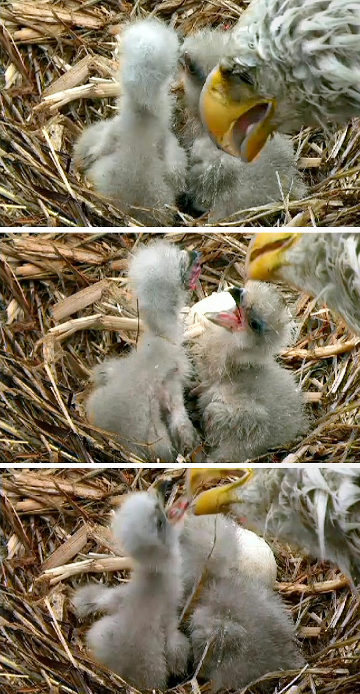 http://webcams.dnr.state.mn.us/eagle/ What an exciting week we have had in the eagle's nest!!&#xac;&#x2020; Streaming provided by MnIT Services This eagle camera is brought to you by the MNDNR's Nongame Wildlife Program, which helps over 700 species of Minnesota wildlife thrive. The program is largely supported by donations from people like you. On Sunday the 23rd, we saw the first pip (small hole in the egg).&#xac;&#x2020; On Monday, the hole got a little bigger and we could see the chick movin