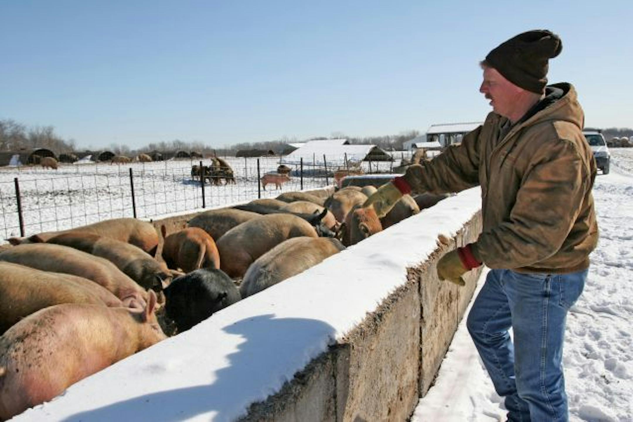 A handful of organics recyclers, like Pete Barthold, who raises hogs north of St. Francis, feel that a Hennepin County is eating into their business by subsidizing compost facilities. Barthold feeds the fresh food waste from Twin Cities restaurants and grocery stores to his nearly 2,000 hogs. The slug is organics0316. Star Tribune Photo Maria Baca