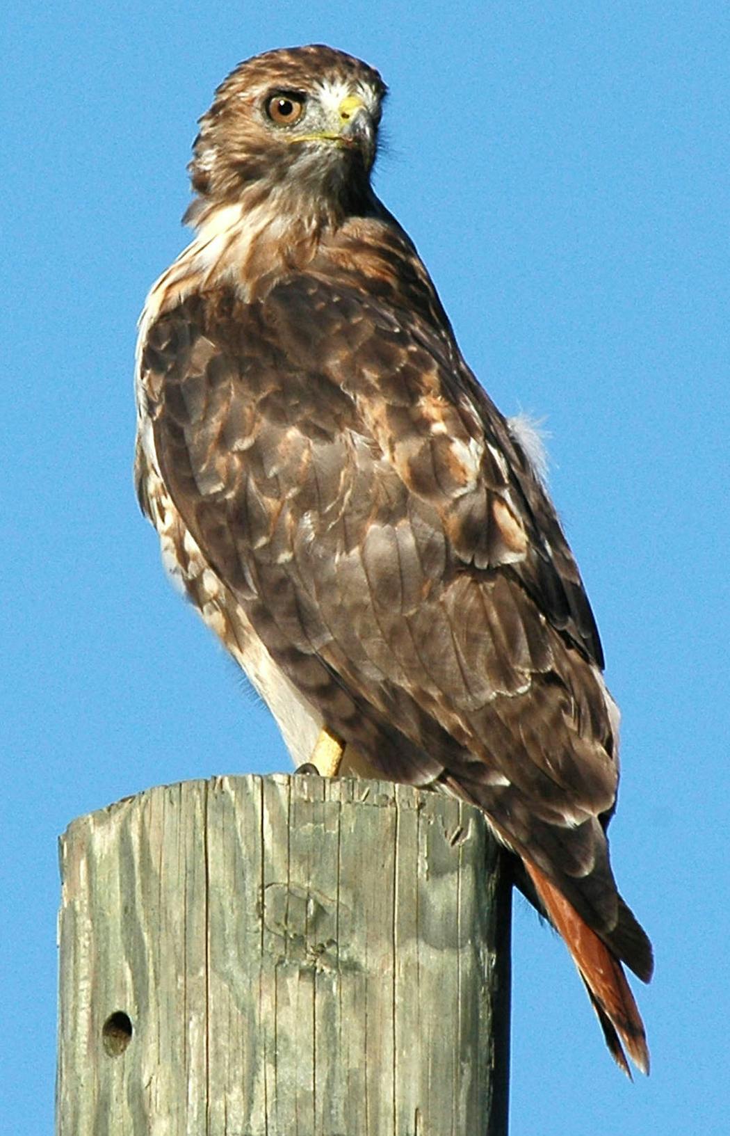 Adult red-tailed hawks have a rusty tail and are larger than broad-winged hawks. You’ll frequently spot them on the tops of utility poles.