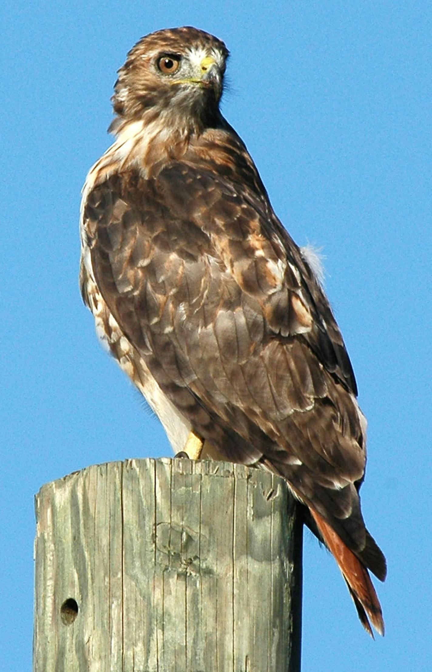 Adult red-tailed hawks have a rusty tail and are larger than broad-winged hawks. You&#x2019;ll frequently spot them on the tops of utility poles.