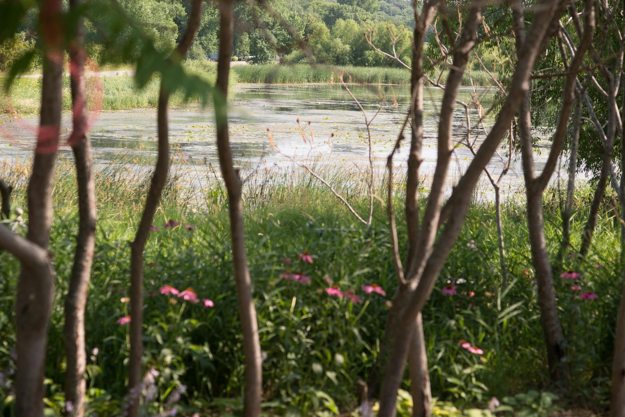 Tustin Lake can been seen through the Staghorn Sumac trees in the common area that Dan and Nancy Engebretson's garden next to their home in Elysian, Minnesota on July 31, 2014. [ Angela Jimenez/Special to the Star-Tribune angelajime@gmail.com Assignment #20035606A_ SLUG: ENGEBRETSON100114_ EXTRA INFORMATION: Since 2006, the Engebretsons have designed and tended to their own garden, and have transformed the common space near their home into a landscaped, shared garden space in the Lakeview Manor