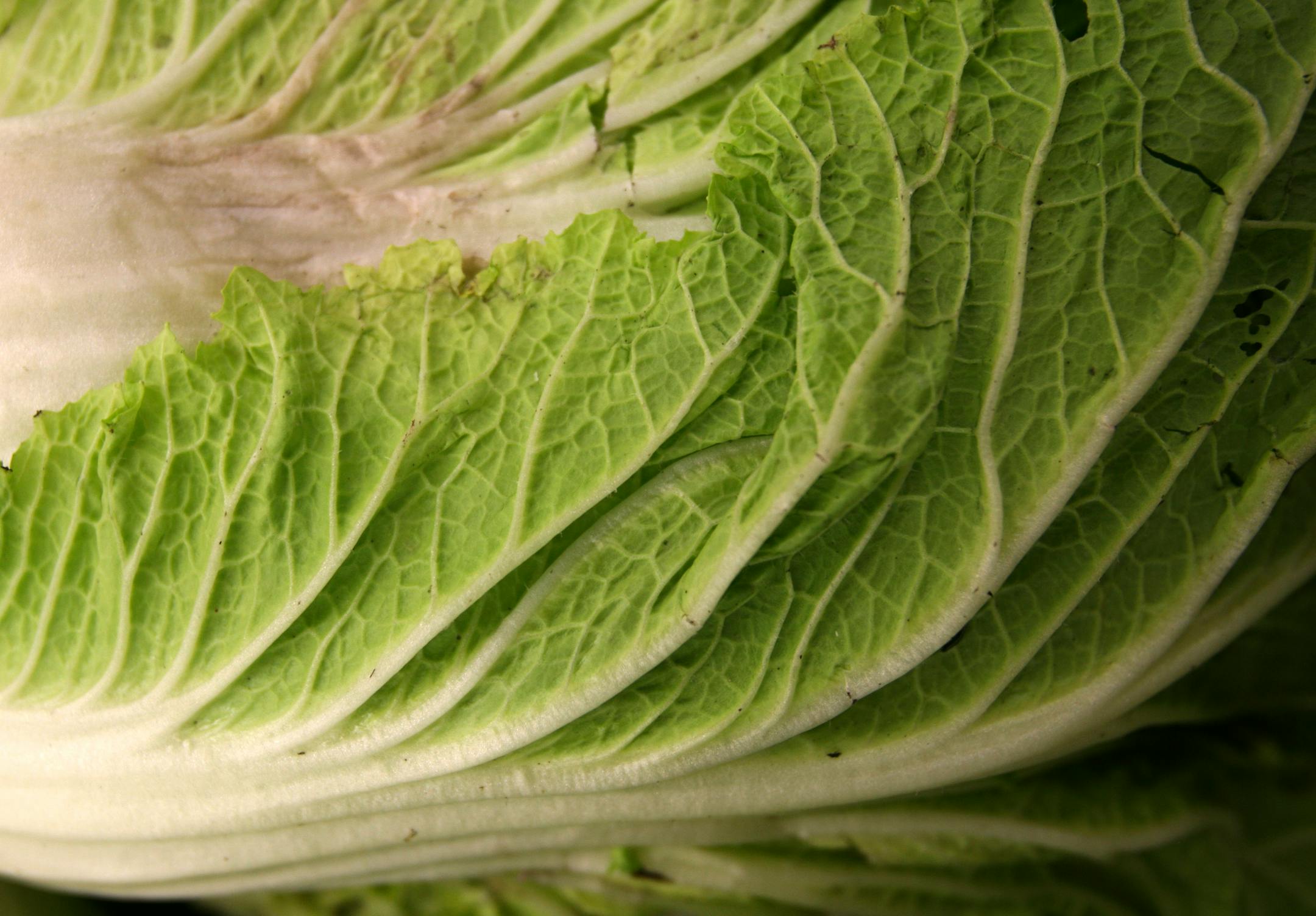 Napa cabbage is the base ingredient of common forms of kimchi, the peppery, pickled condiment beloved by Koreans.