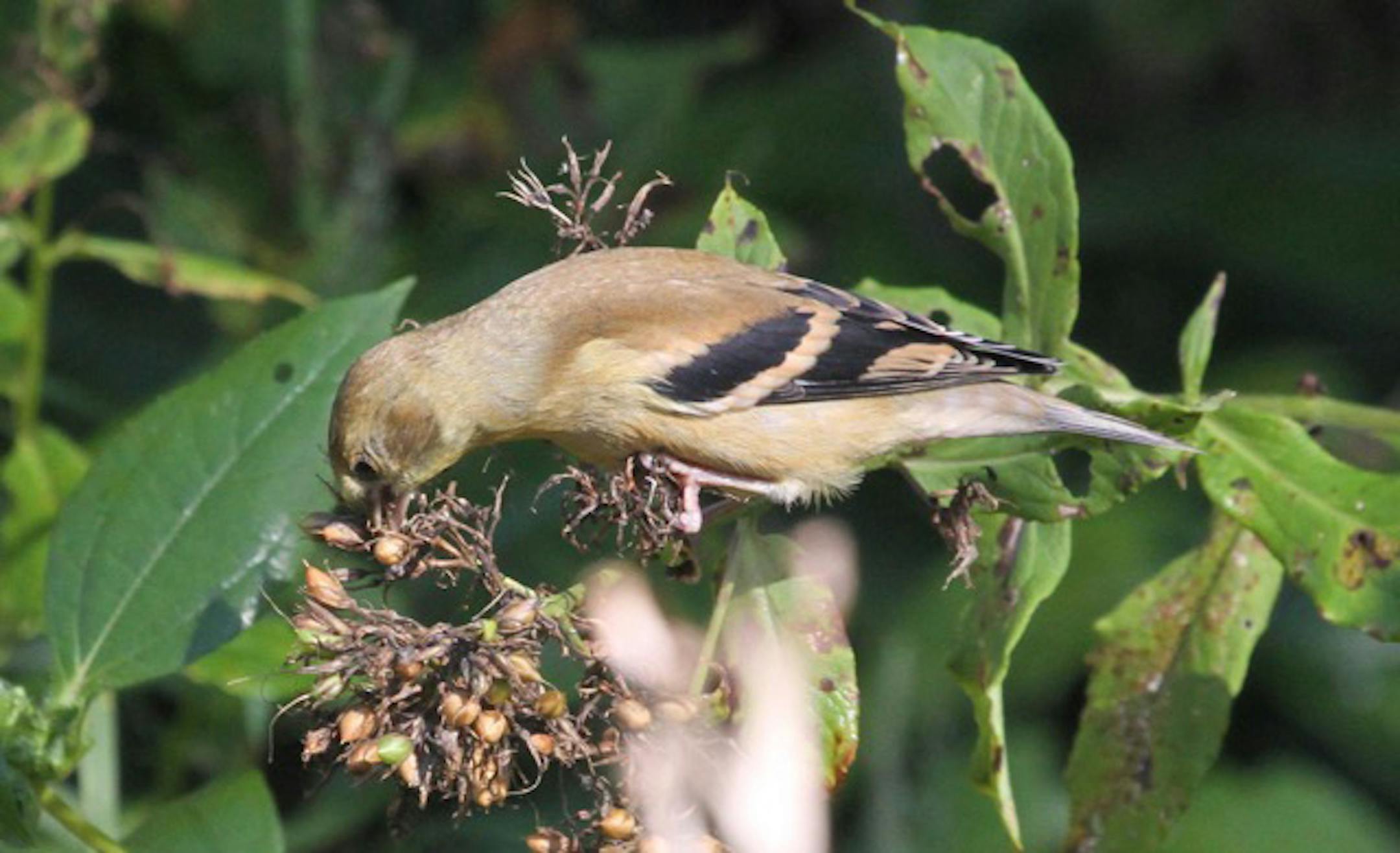 Photo by Don Severson, special to the Star Tribune A. Goldfinches are always hungry for seeds and this little bird is enjoying the backyard bounty in late autumn. (The finch has molted into its not-very-gold winter plumage.)