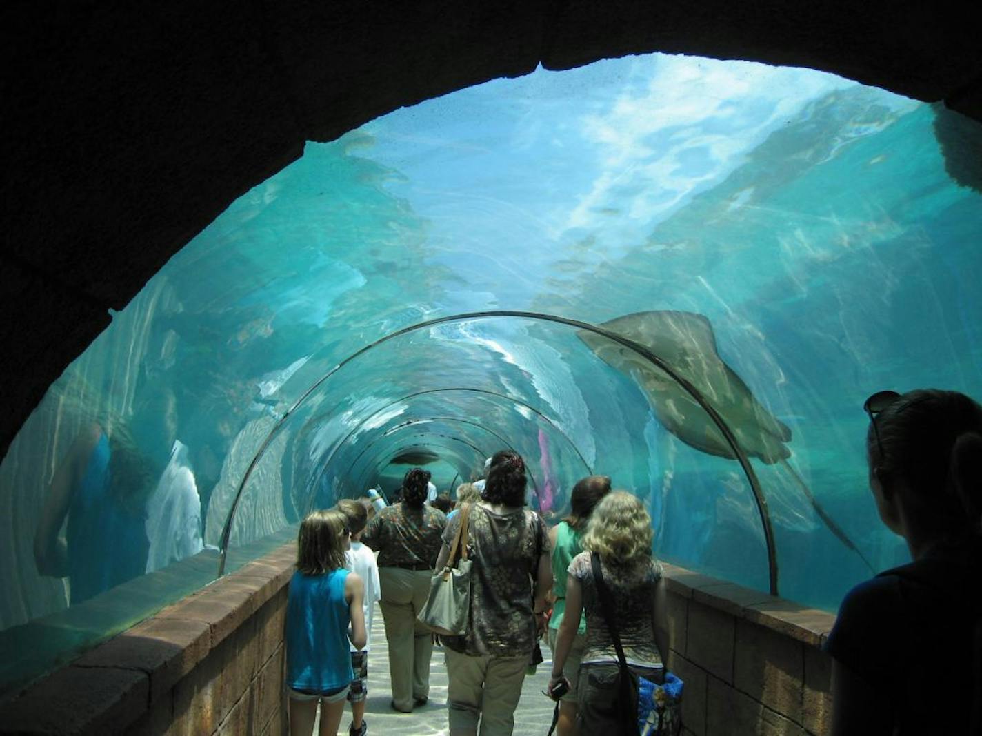 Atlantis showcases marine life at nearly every turn. A walkway beneath the Predator Lagoon gives visitors close-up views of rays, sharks and other fish.